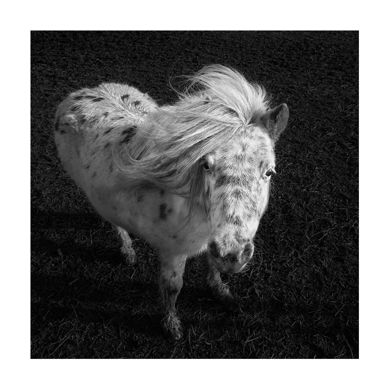 La Tranche-sur-Mer, France — Portrait en plongée d'un poney blanc. Le cadrage serré et la lumière douce font ressortir la texture du poil et de la crinière.
