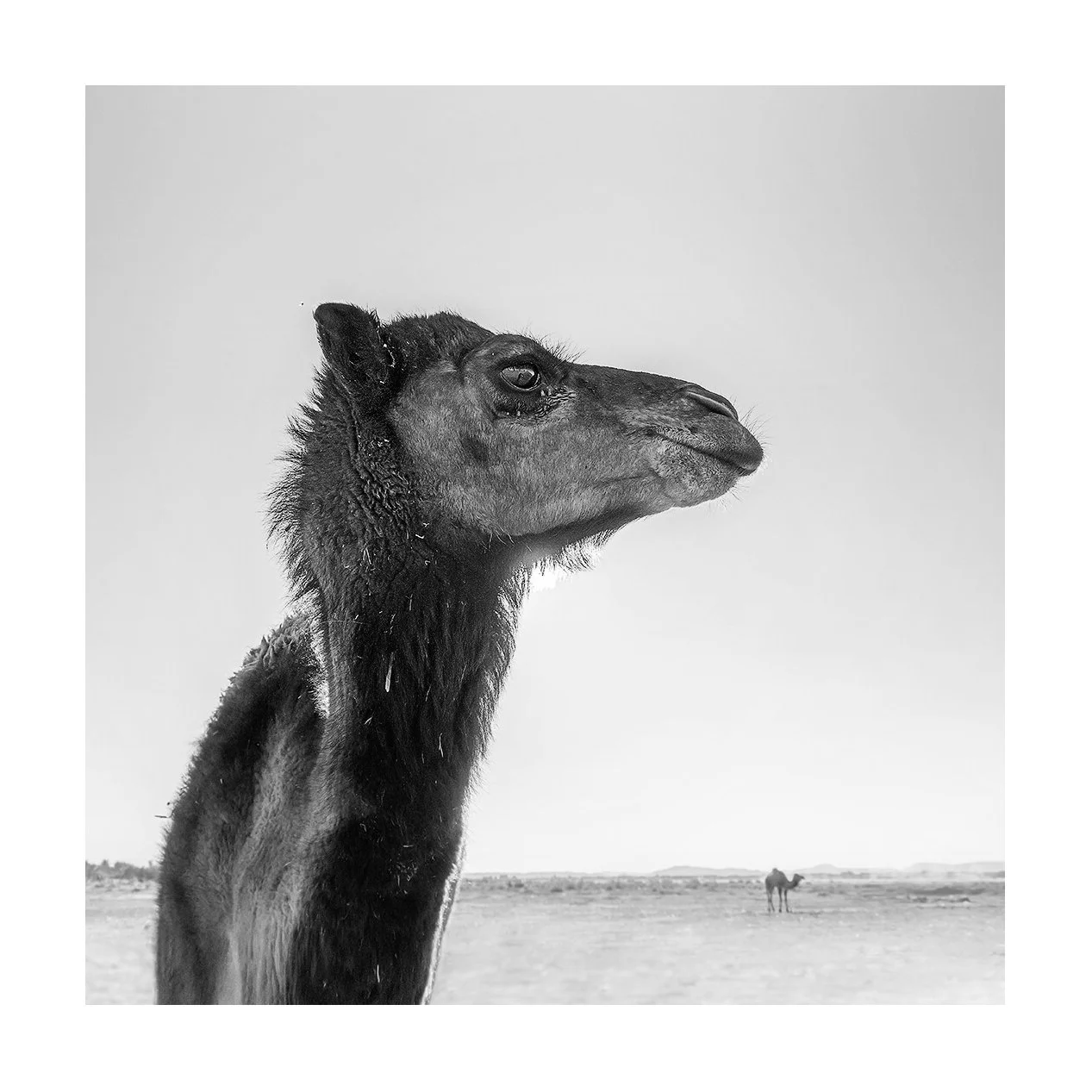 Merzouga, Maroc - profil de dromadaire.jpg