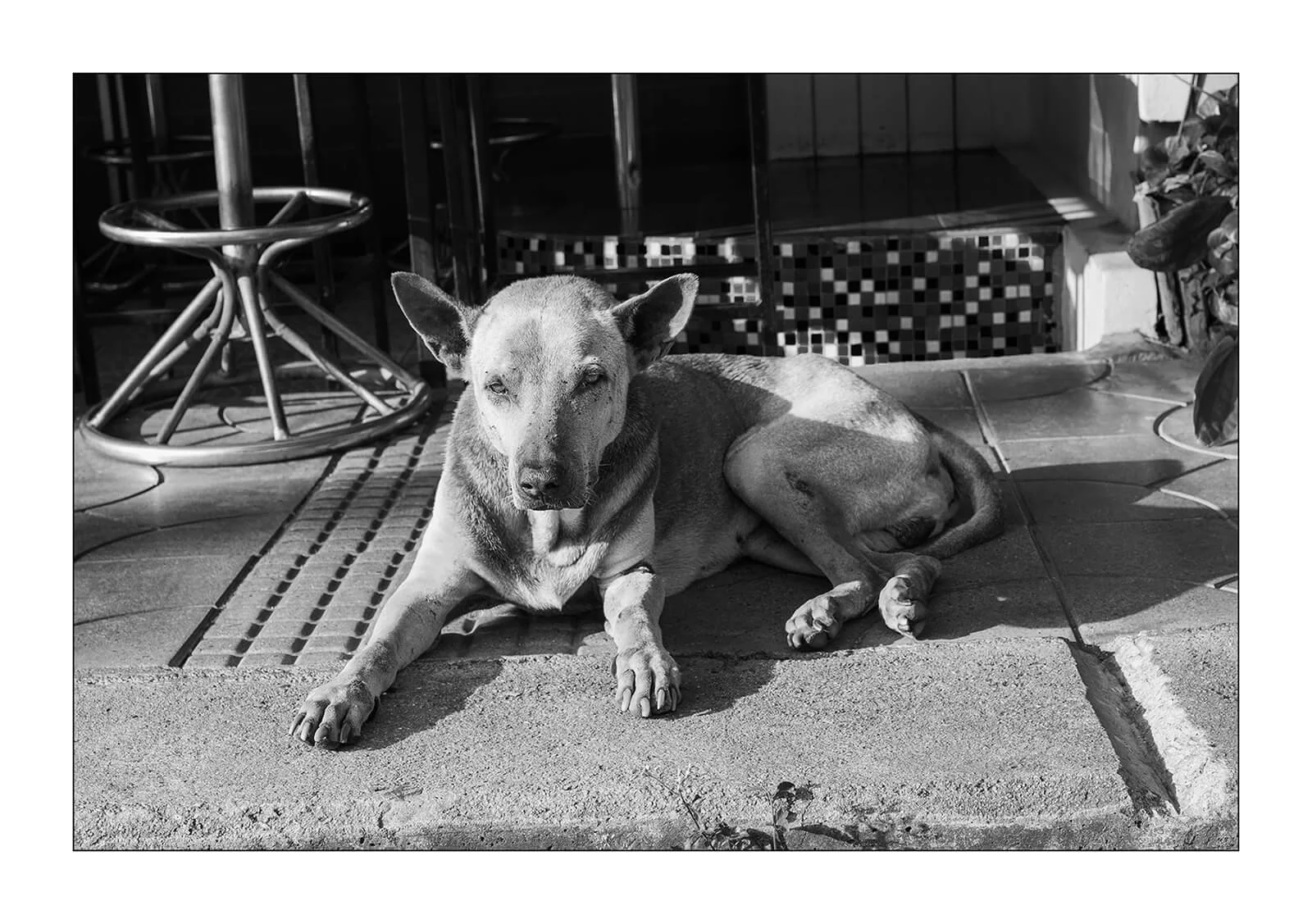 Kanchanaburi, Thaïlande — Un chien couché sur le trottoir devant un bar immobile face à l'objectif. 