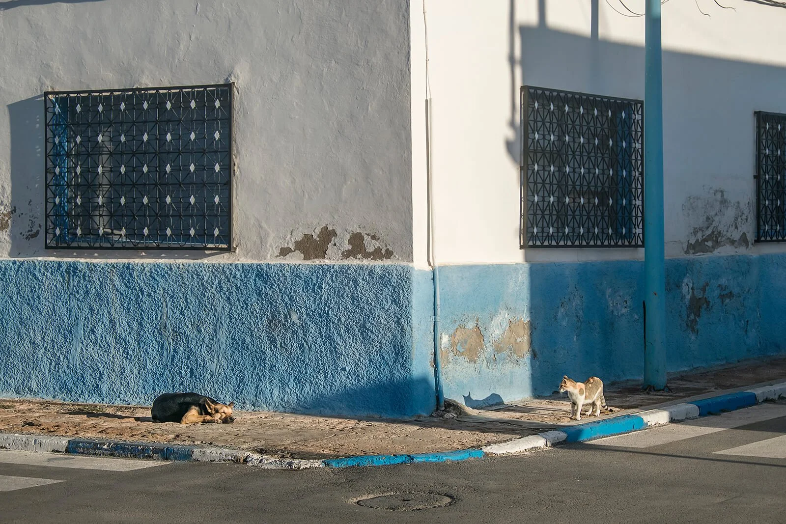 Sidi Ifni, Maroc — un chien et un chat s’observent à un coin de rue aux murs bleus et blancs.