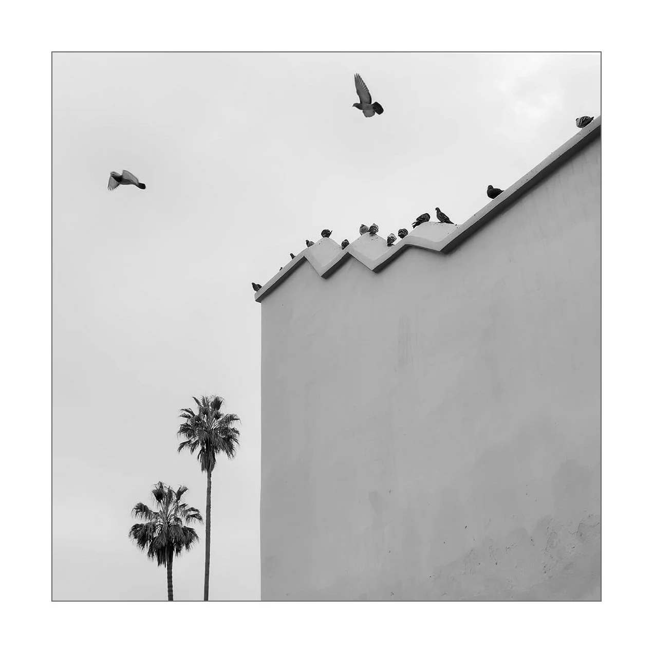 Marrakech, Maroc — un haut mur de la Koutoubia, des palmiers et un vol de pigeons se détachent dans le ciel.