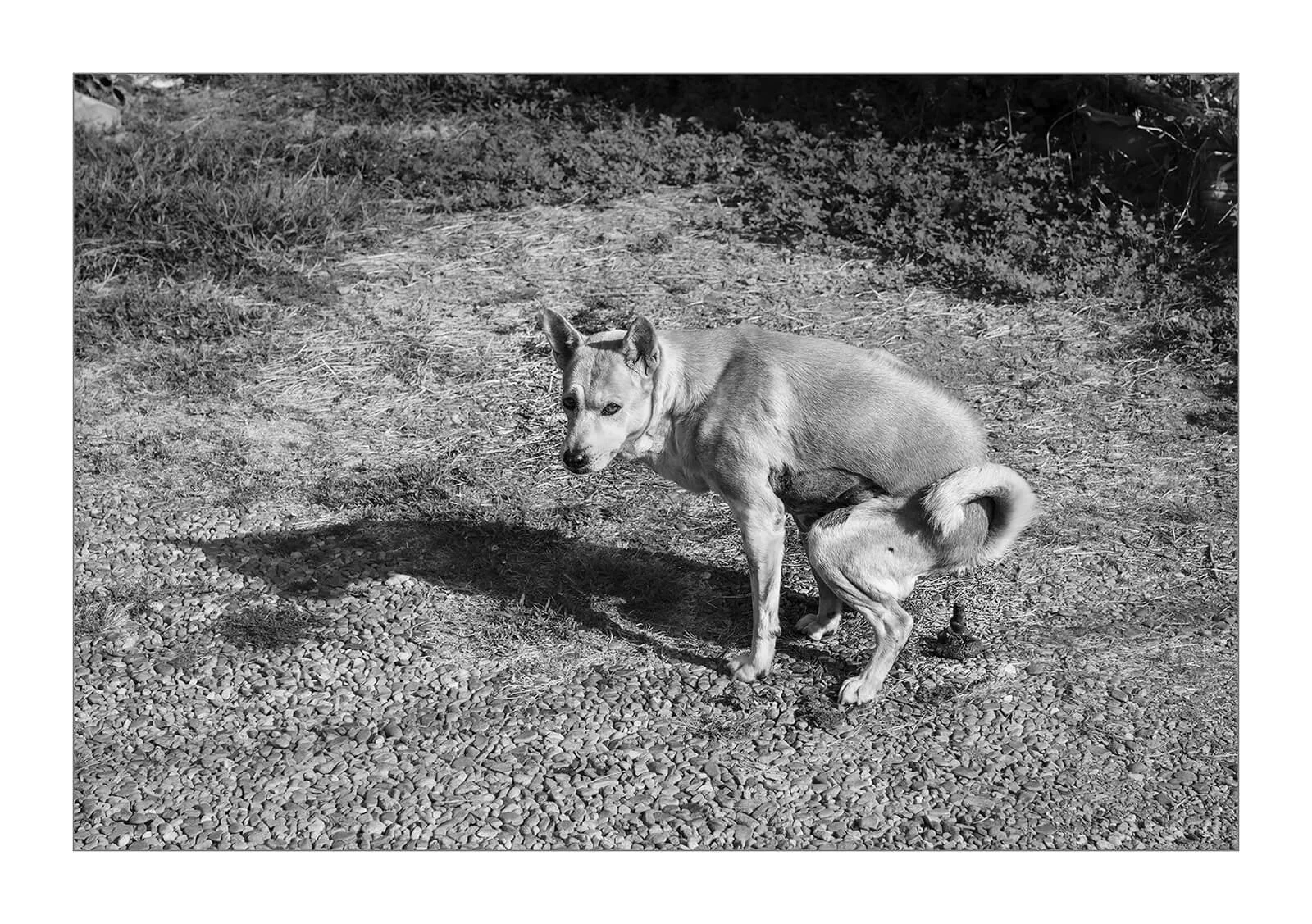 Kanchanaburi, Thaïlande — Un chien saisi en train de faire ses besoins quotidiens. Une photographie documentaire entre nature et humour. Signé Hugues Hardy