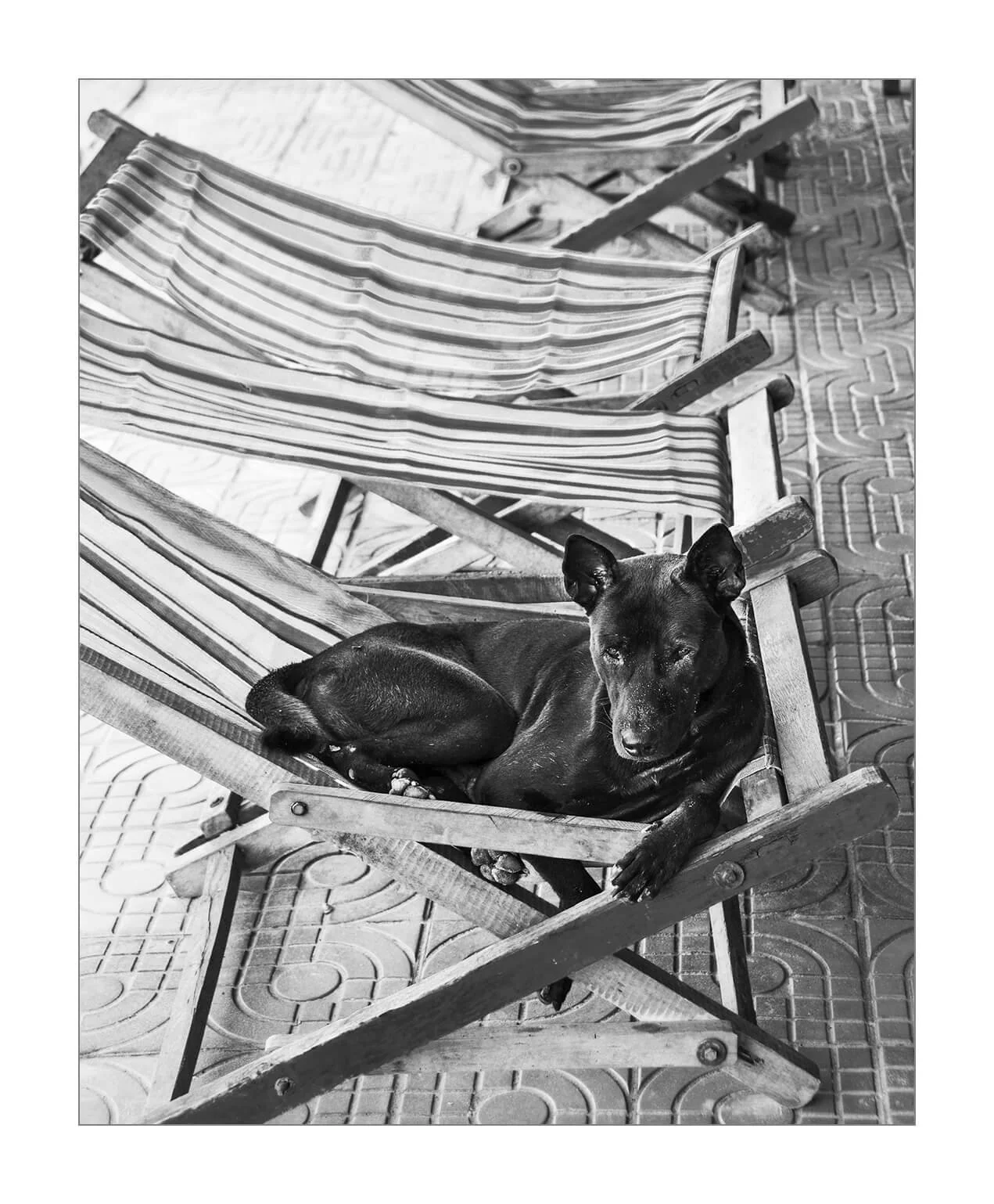Sihanoukville, Cambodge — Un chien noir est confortablement installé sur une chaise longue en bord de mer, fixe l'objectif. 
