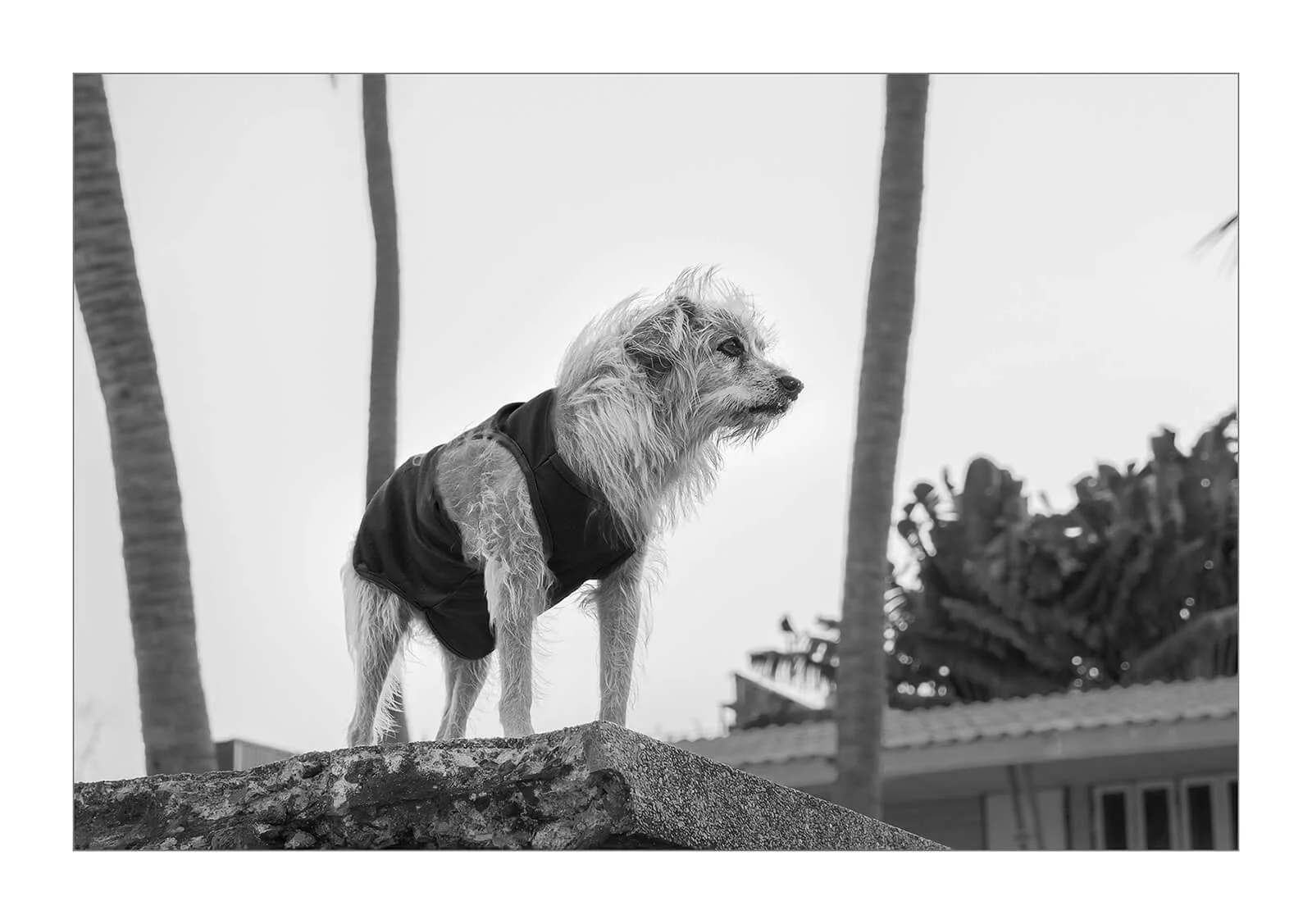 Hua Hin, Thaïlande — Portrait d'un petit chien au pelage hirsute portant un t-shirt. Photo Hugues Hardy