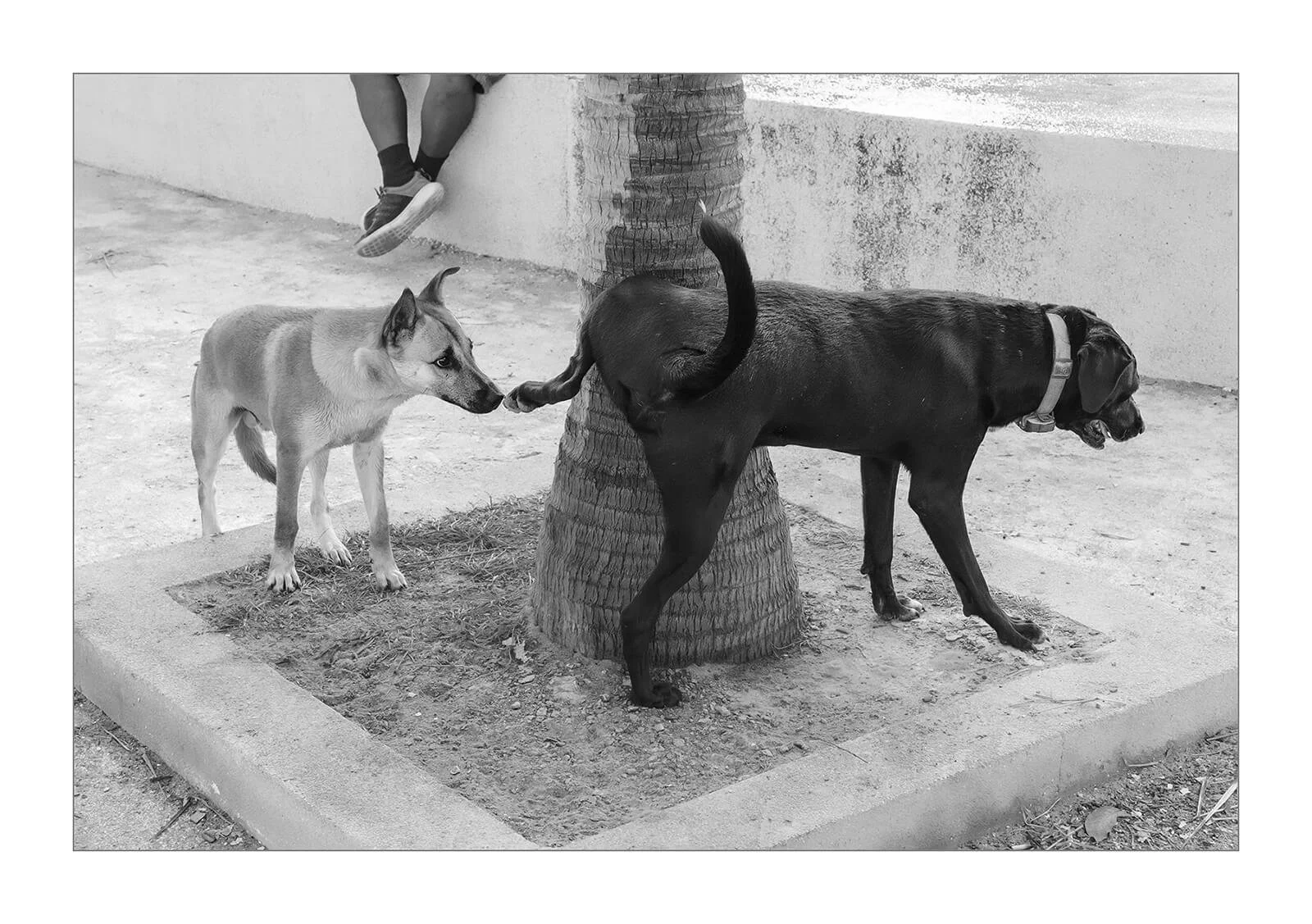 Hua Hin, Thaïlande — Un chien marque son territoire contre un tronc de cocotier sur la plage, en présence d'un autre chien qui regarde. Une scène de vie animale quotidienne.