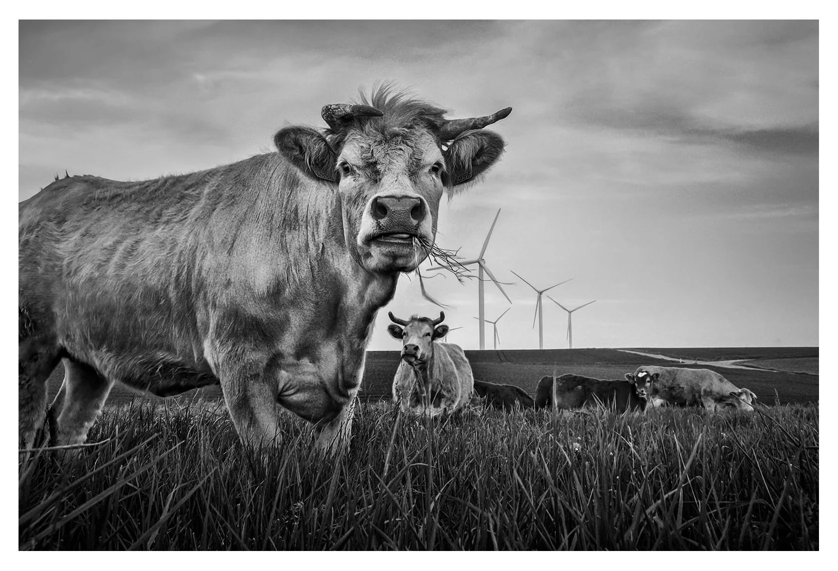 Longeville sur mer, France - des vaches dans le vent.jpg