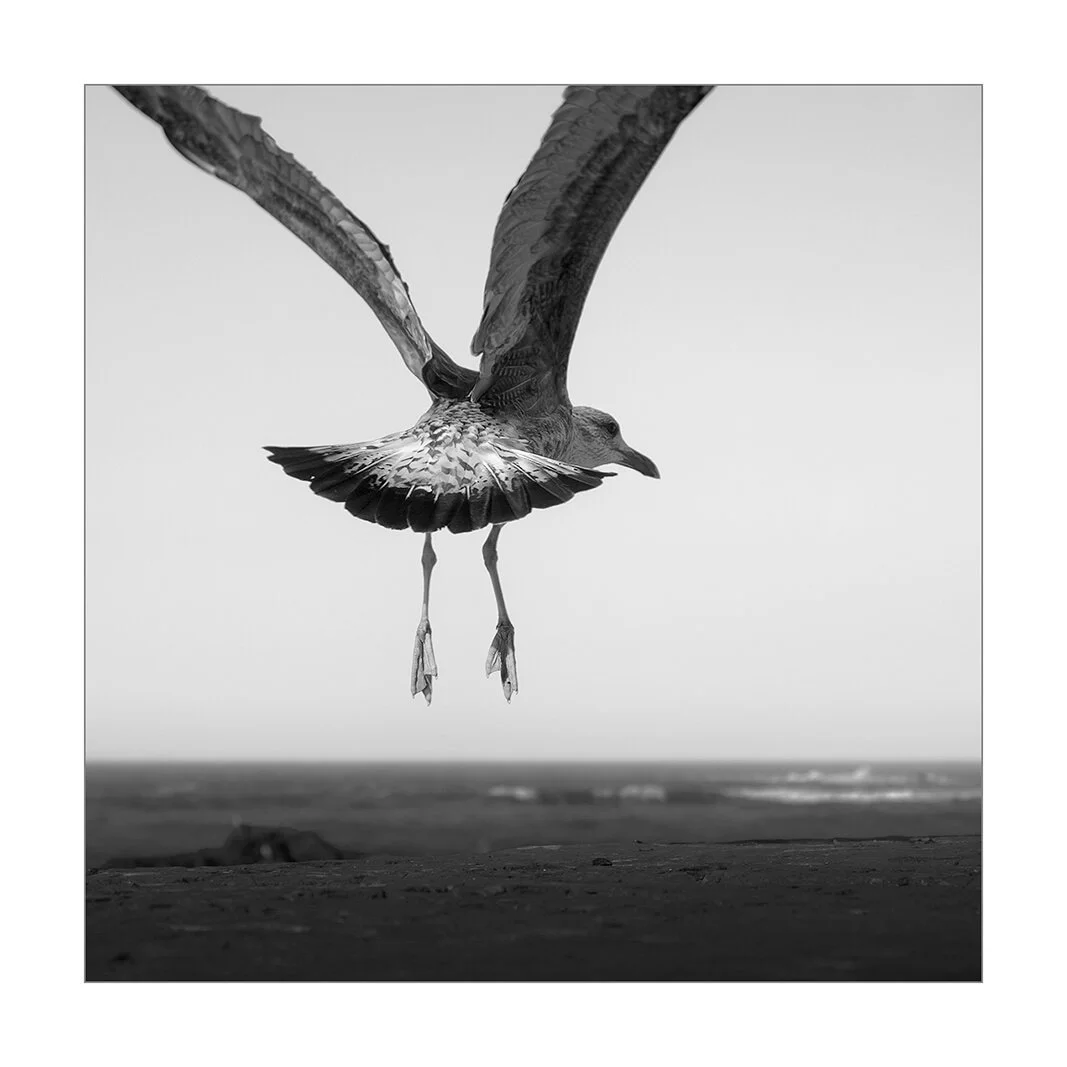 Essaouira, Maroc — Une mouette décolle d'un muret face à l'océan. Une capture de l'instant montrant l'oiseau de dos, ailes déployées.