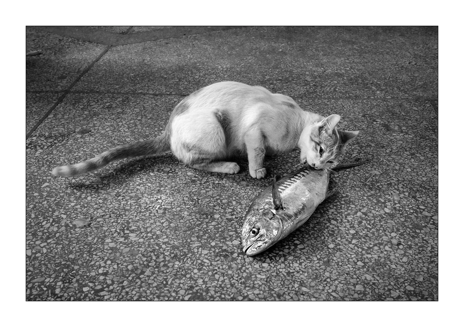 Tiznit, Maroc - un chat chapardeur de poisson au marché