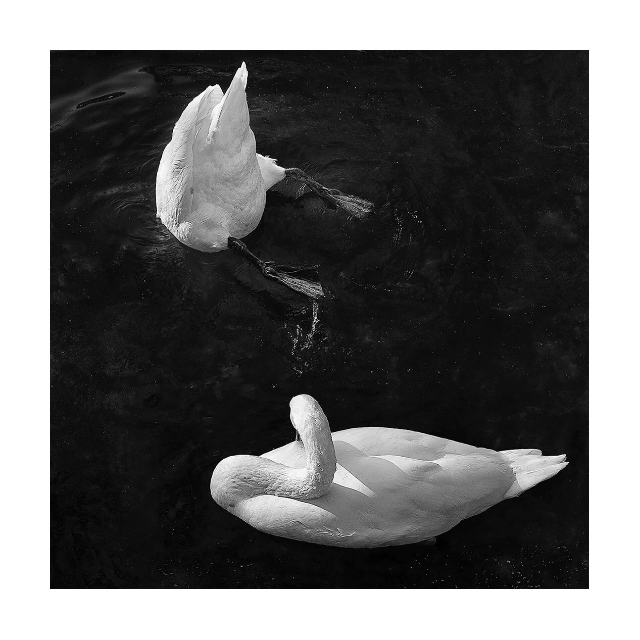 Sudbury, Angleterre - deux cygnes dont un avec la tête sous l'eau.jpg