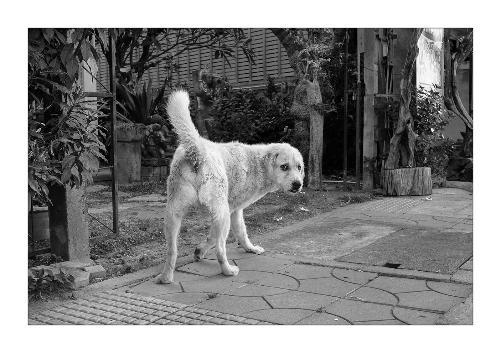 Kanchanaburi, Thaïlande - chien blanc intimidé