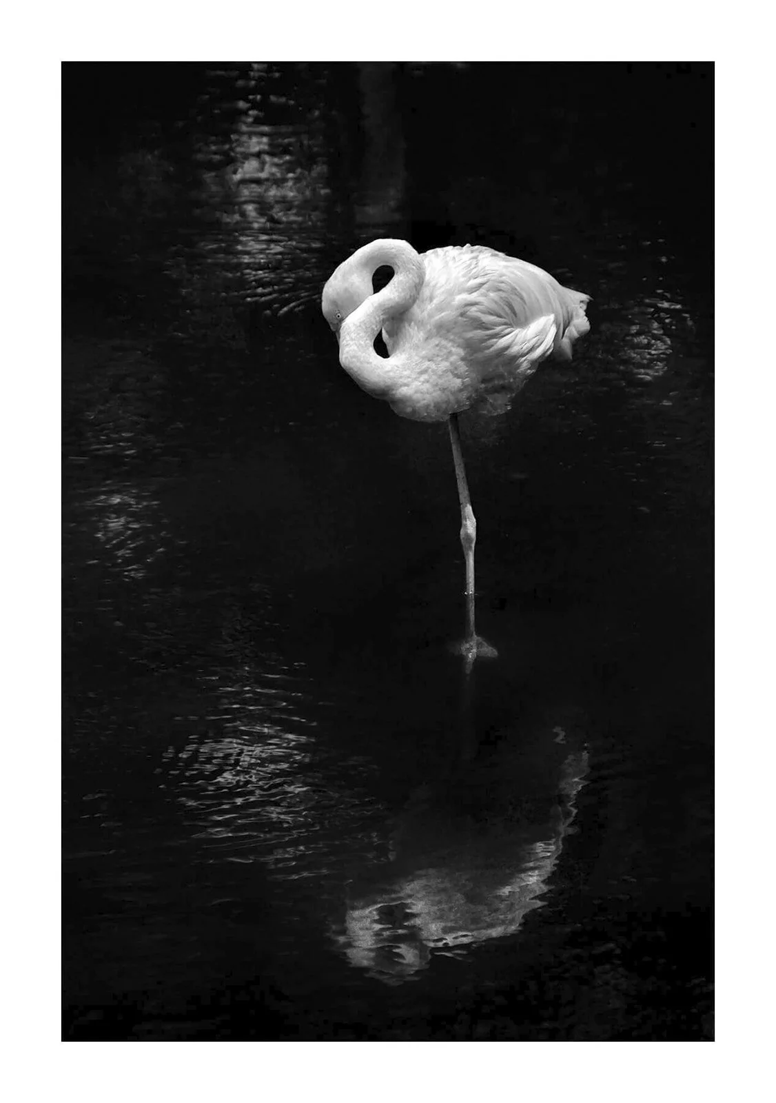 Kuala Lumpur bird park - Portrait d'un flamant rose debout sur une patte dans l'eau. Le traitement noir et blanc fait ressortir la texture du plumage et les reflets ondulés à la surface.