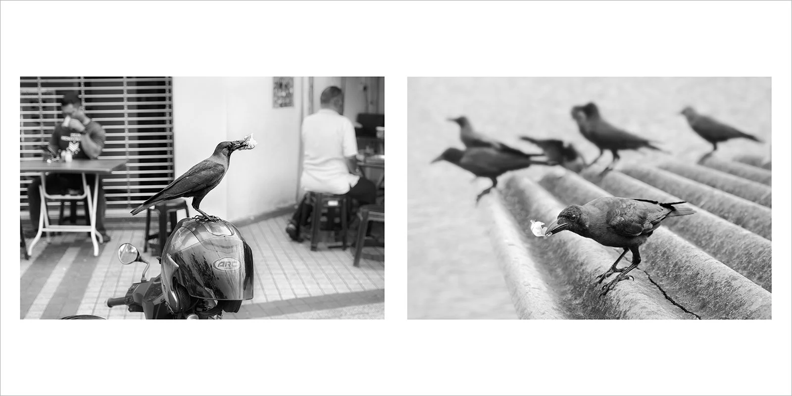 Maître corbeau, etc.