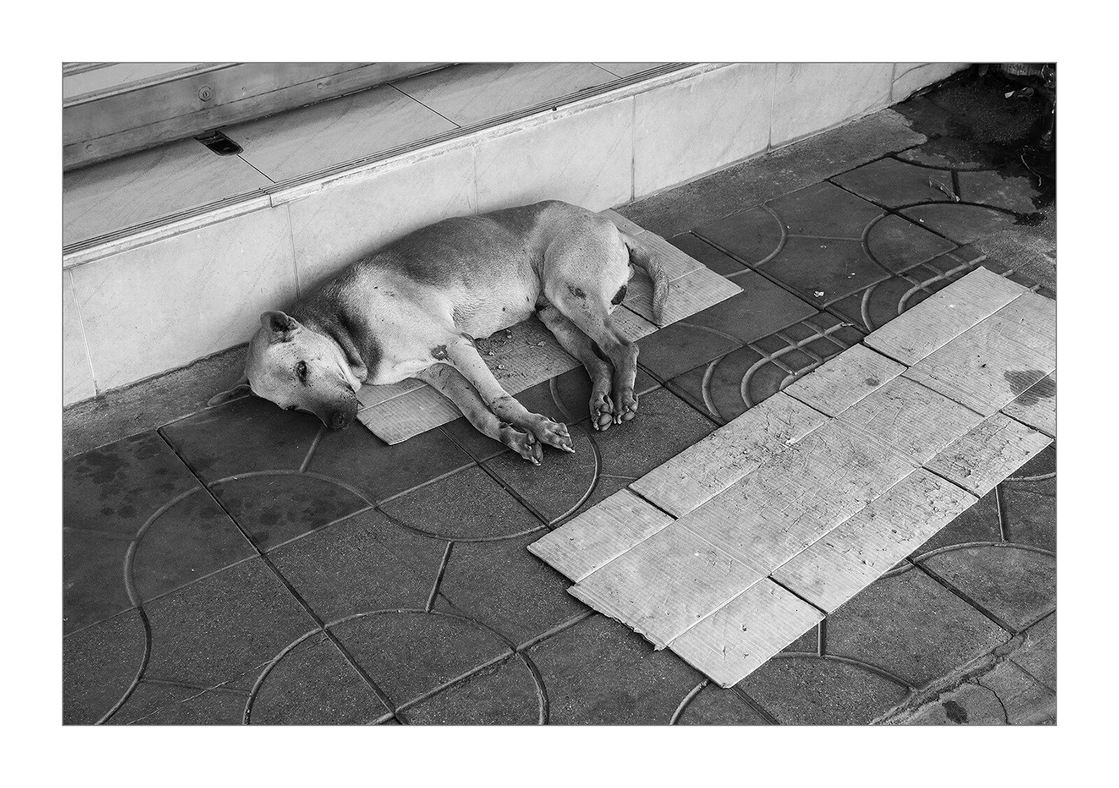 Kanchanaburi, Thaïlande — Un chien dort à même le sol, au frais sur un morceau de carton. Une scène brute illustrant les conditions de vie des chiens de rue.