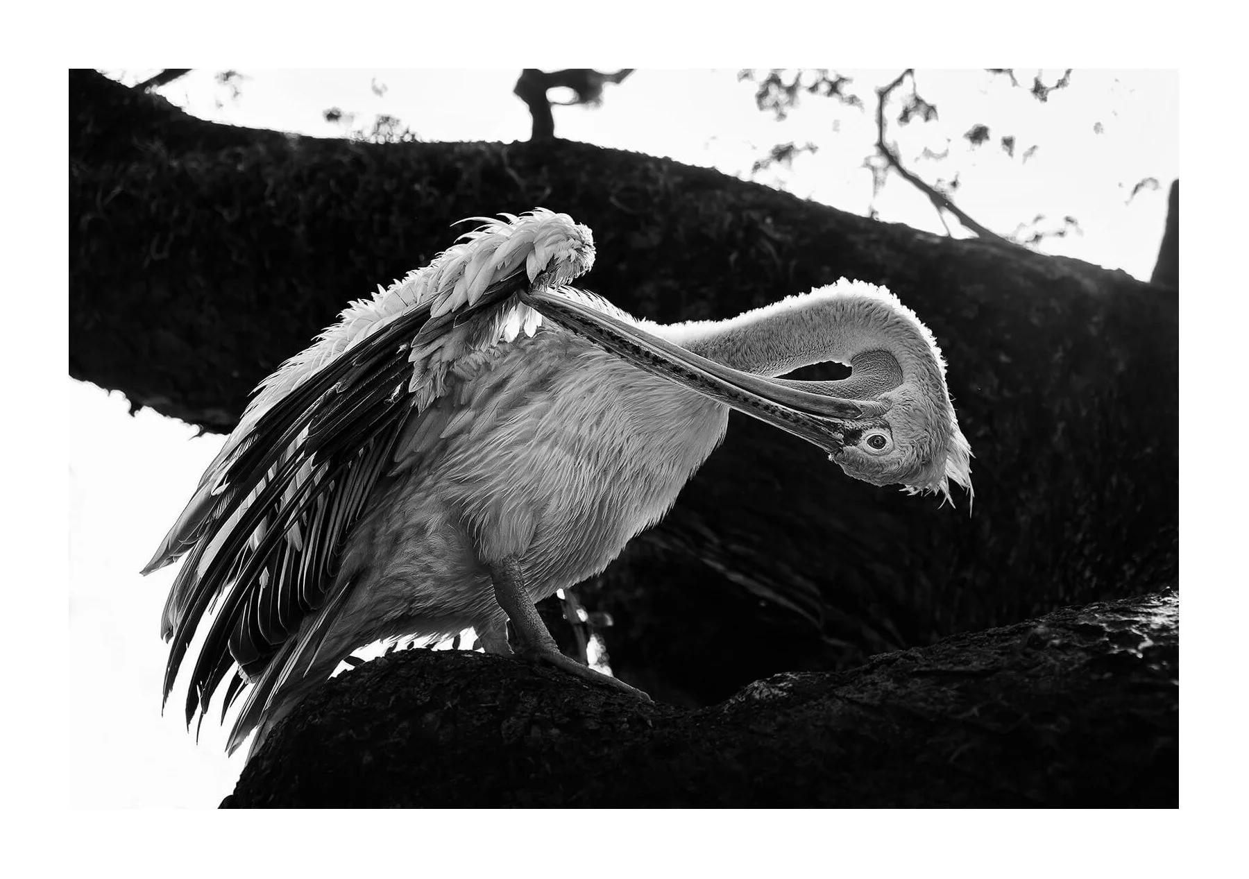 Kandy, Sri Lanka — Un pélican sorti de l'eau lisse ses plumes sur une branche. Le contre-jour souligne les détails du plumage et la courbe du cou.
