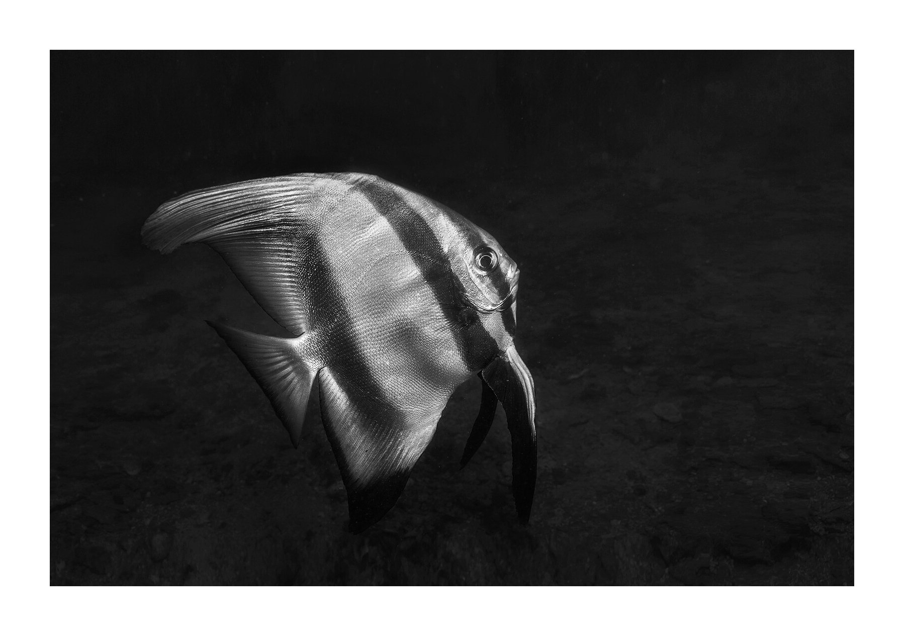 Koh Tao, Thaïlande - platax (batfish).jpg