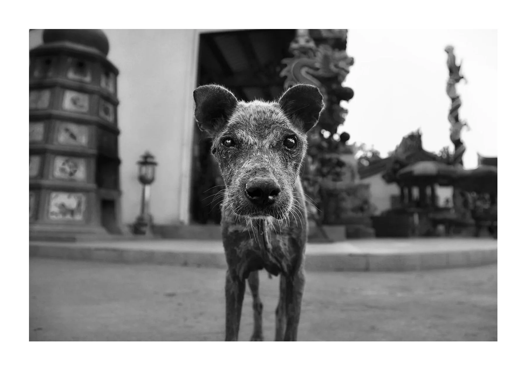 Ayutthaya, Thaïlande - regard triste d'un chien dans un temple