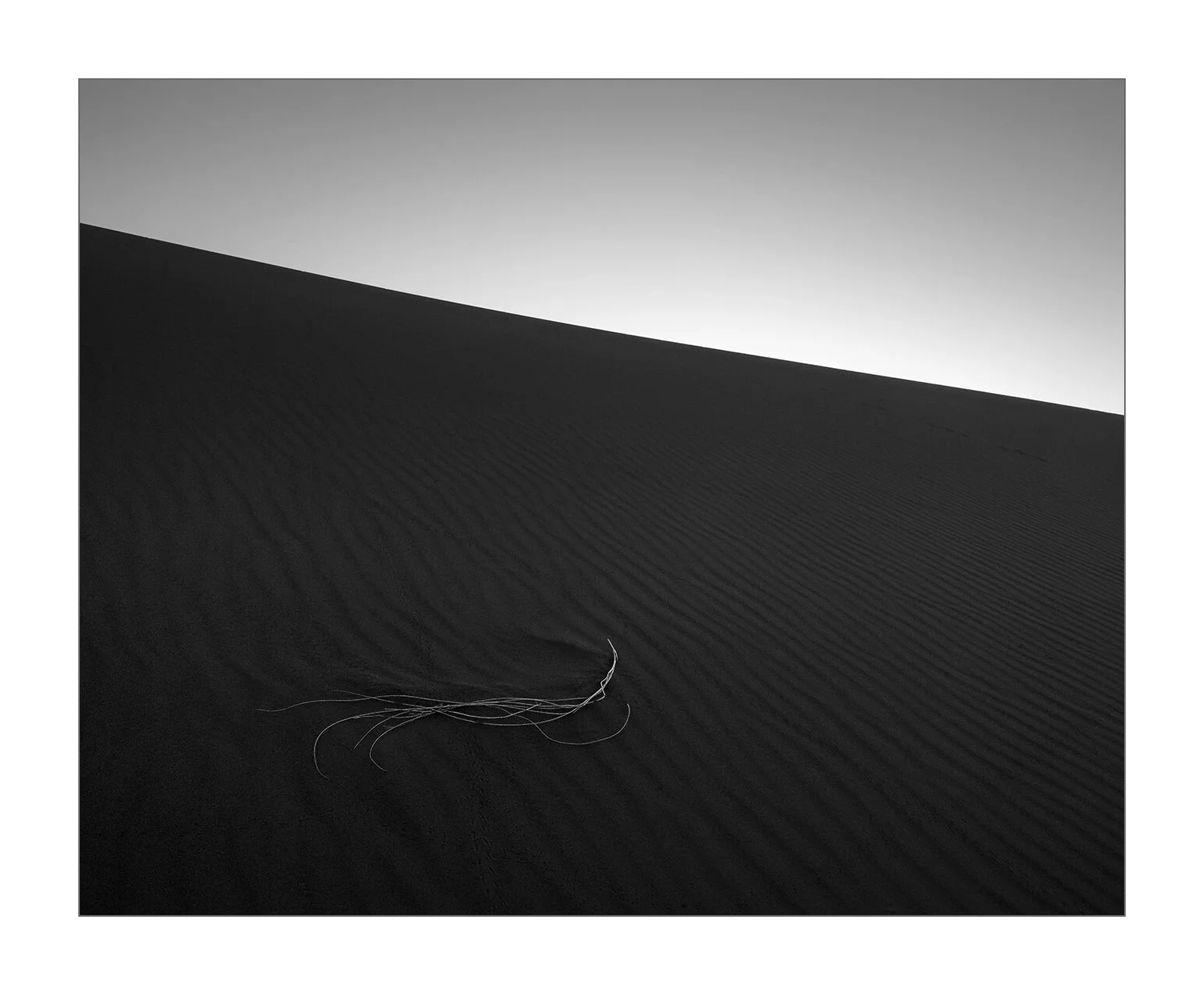 Merzouga, Maroc — les fines tiges d'une plante créent un dessin sur le sable d’une dune au coucher du soleil.