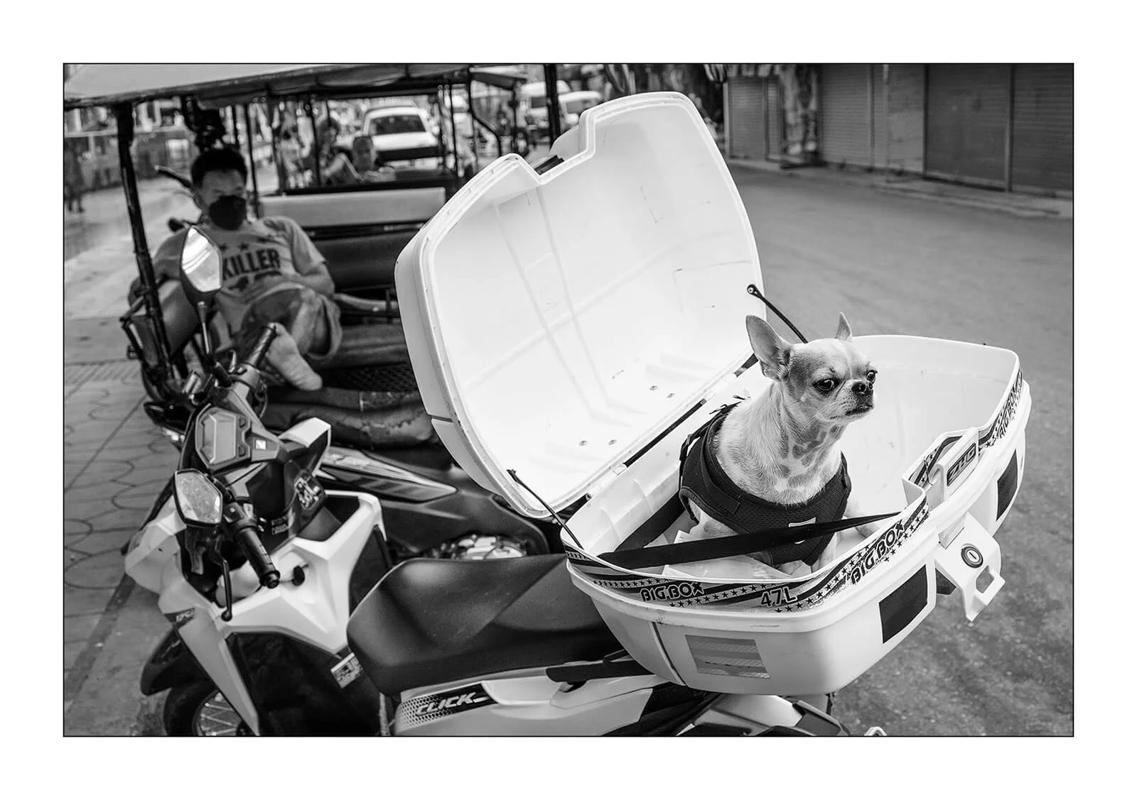 Kanchanaburi, Thaïlande — Un petit chien est confortablement installé dans le coffre d'un scooter. Une scène de rue insolite témoignant du mode de vie local.