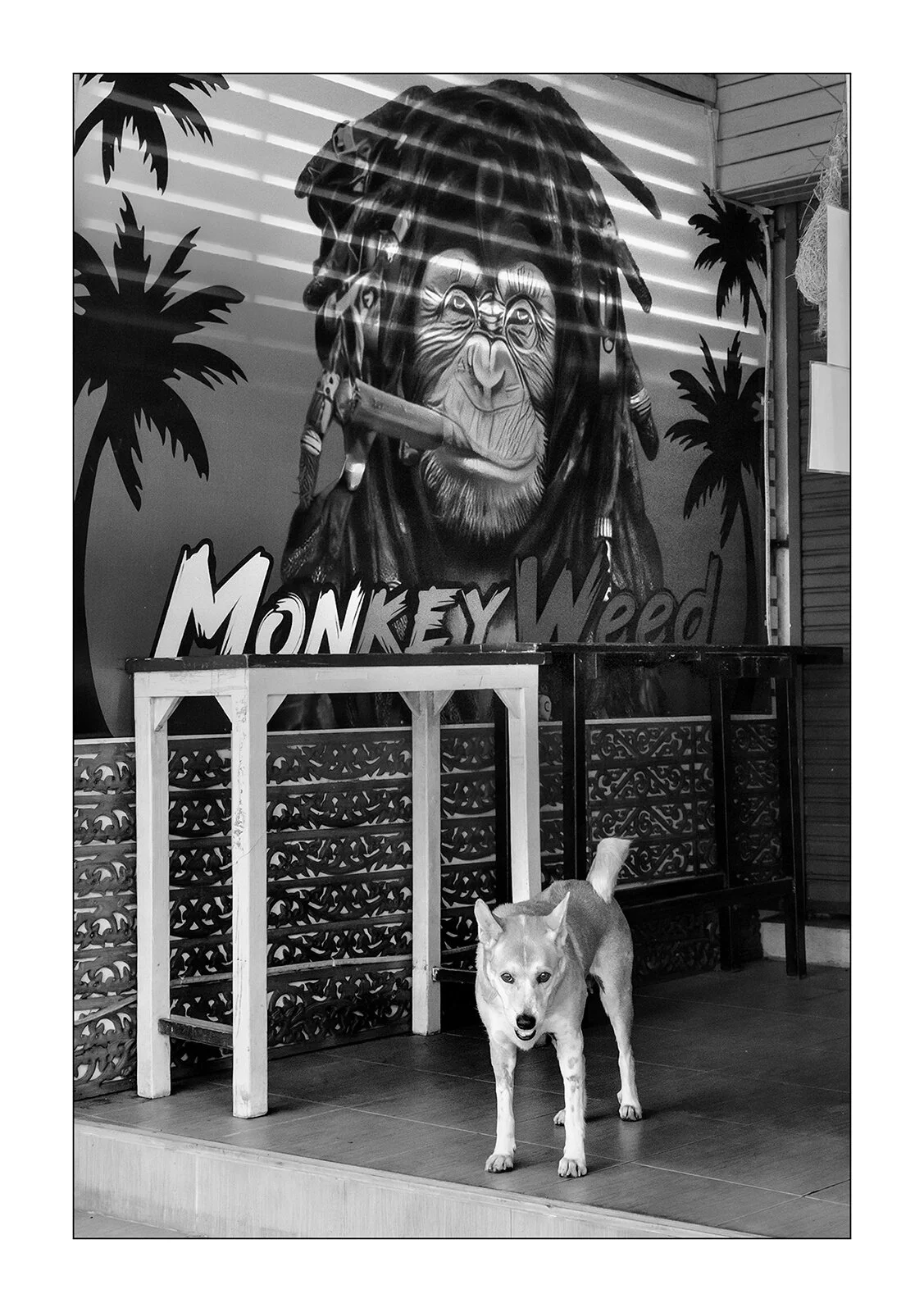 Kanchanaburi, Thaïlande - chien sur une terrasse
