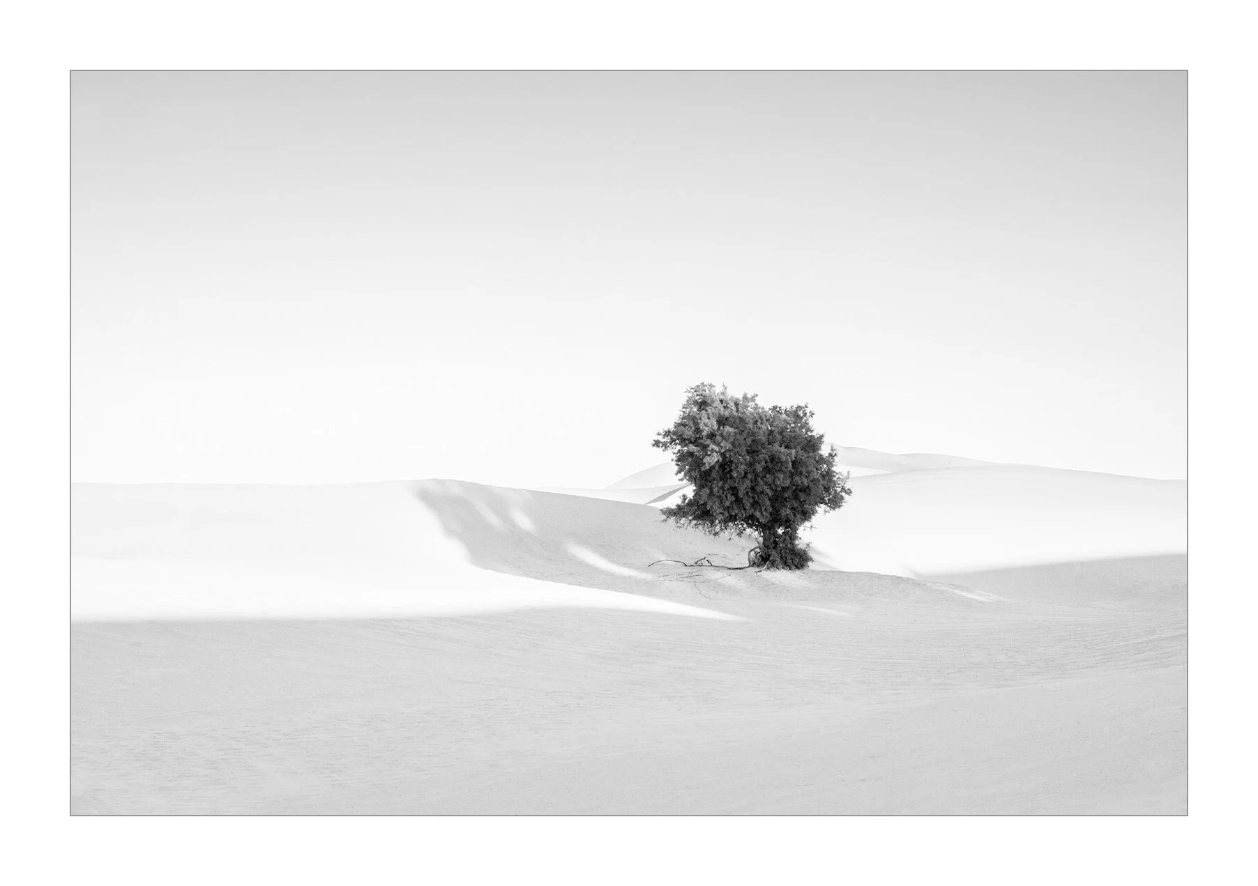 Merzouga, Maroc — un arbre isolé se détache sur la clarté des dunes de l’erg Chebbi.