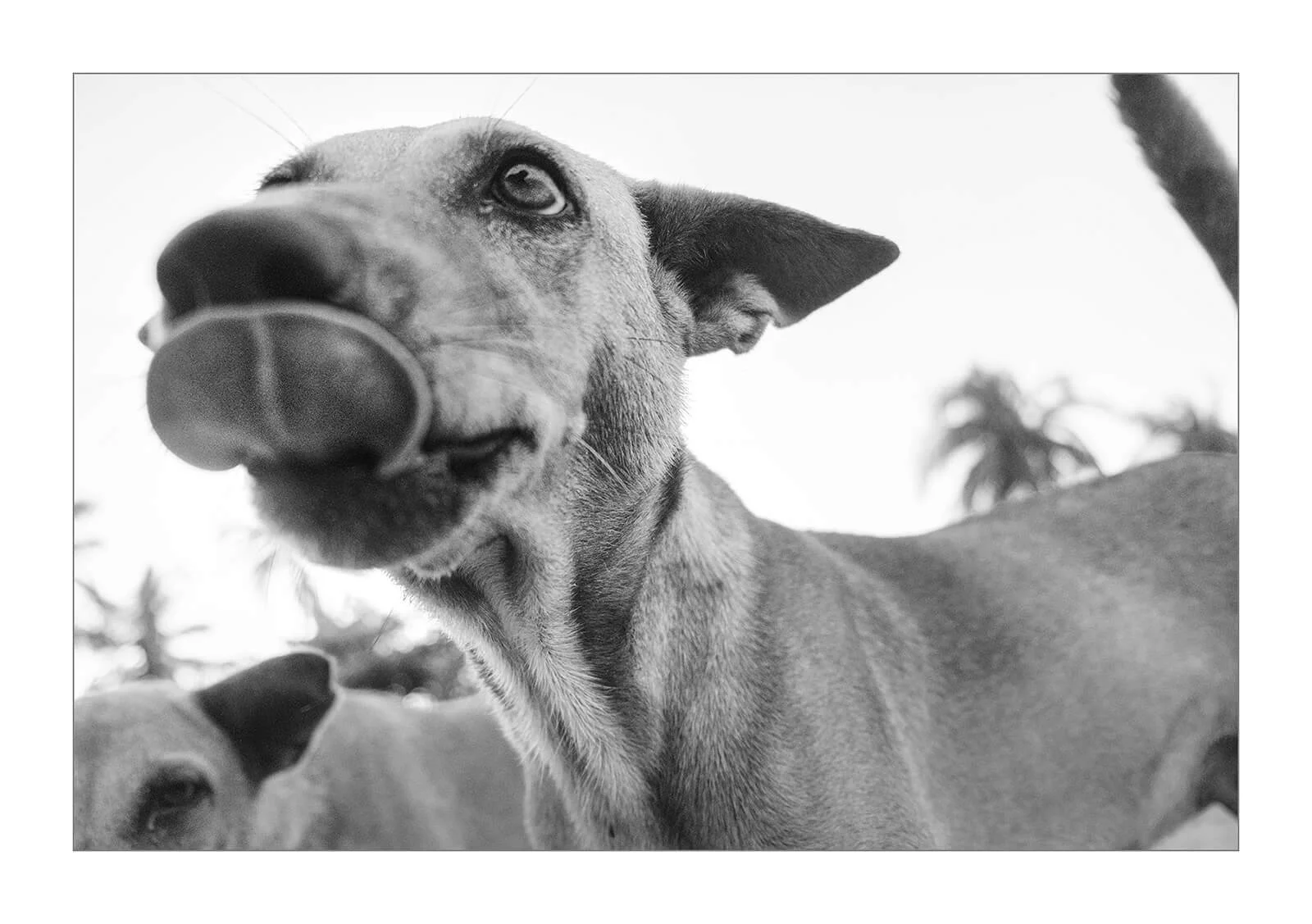 Trincomalee, Sri Lanka — Gros plan serré  sur un chien de plage, saisi en train d'essayer de lécher l'objectif. Spontanéité de l'instant et tendresse animale.