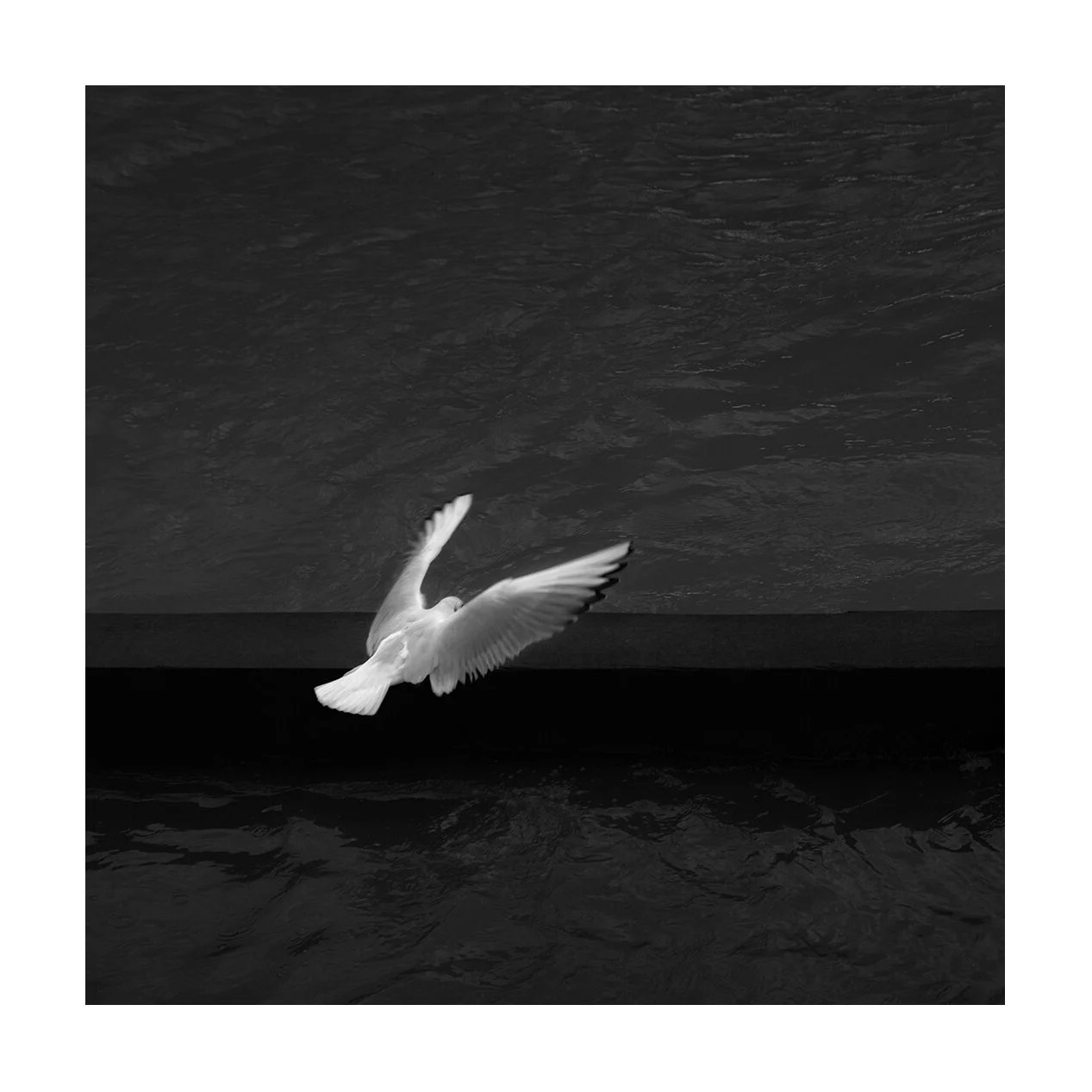 Southwold, Angleterre — Une mouette s'élève au-dessus d'une structure en bois posée dans l'eau. Le contraste marque la séparation entre l'oiseau blanc et le fond sombre.