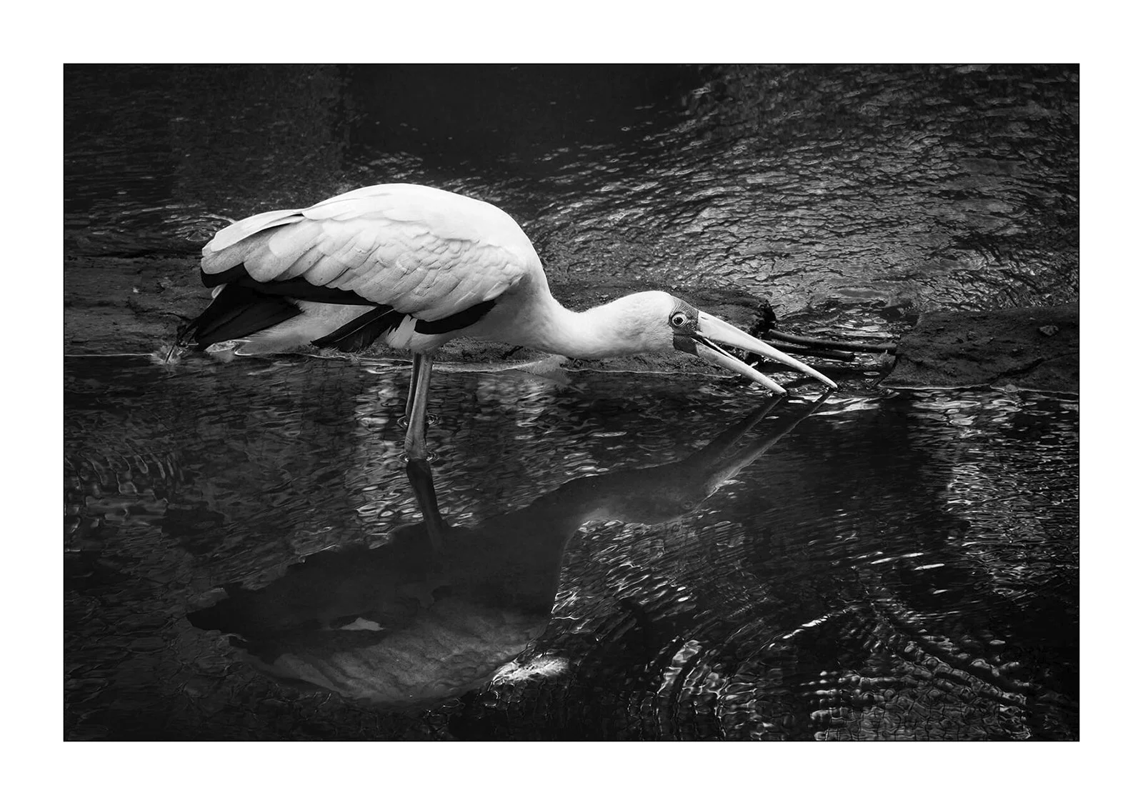 Kuala Lumpur bird park, Malaisie — Une cigogne plonge son bec dans l'eau. Le reflet net de l'oiseau se dessine à la surface de la rivière.