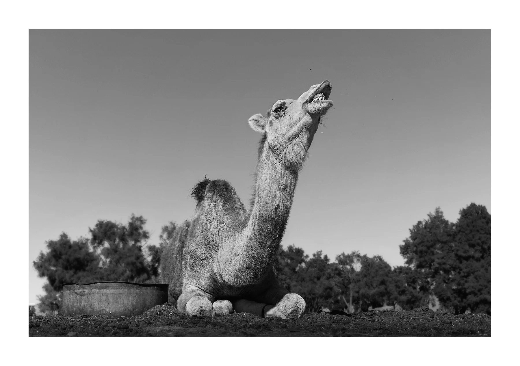 Merzouga, Maroc - blatèrement de dromadaire.jpg