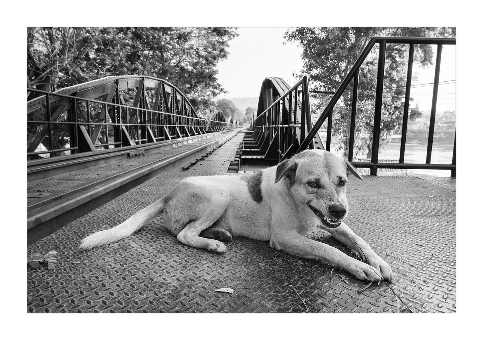 Kanchanaburi, Thaïlande — Un chien blanc sur le pont e la rivière Kwai s'occupe en mordillant une brindille de bois, ce qui crée une grimace lui donnant l'air menaçant.