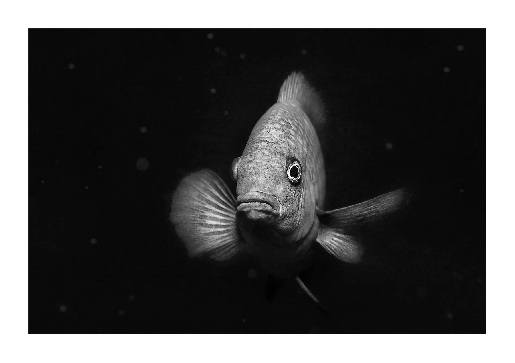 Koh Lipe, Thaïlande — lors d'une plongée sous-marine, un poisson nage face à l'objectif sur un fond noir. Le traitement met en valeur les écailles et l'expression de l'animal.