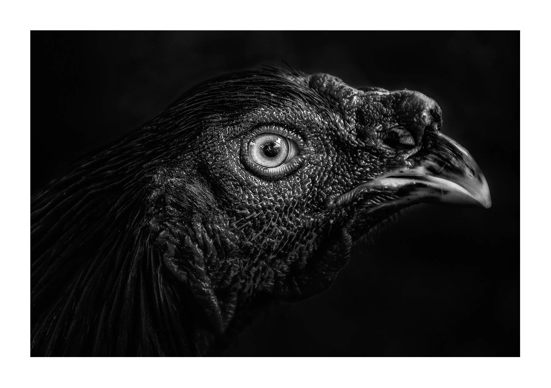 Bali, Indonésie — Gros plan serré sur la tête d'un coq de combat. La lumière latérale accentue le relief de la peau et l'intensité du regard.