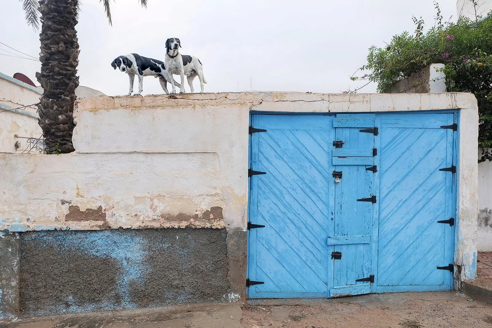 Sidi Ifni, Maroc — deux chiens observent la rue depuis le sommet d’un mur.