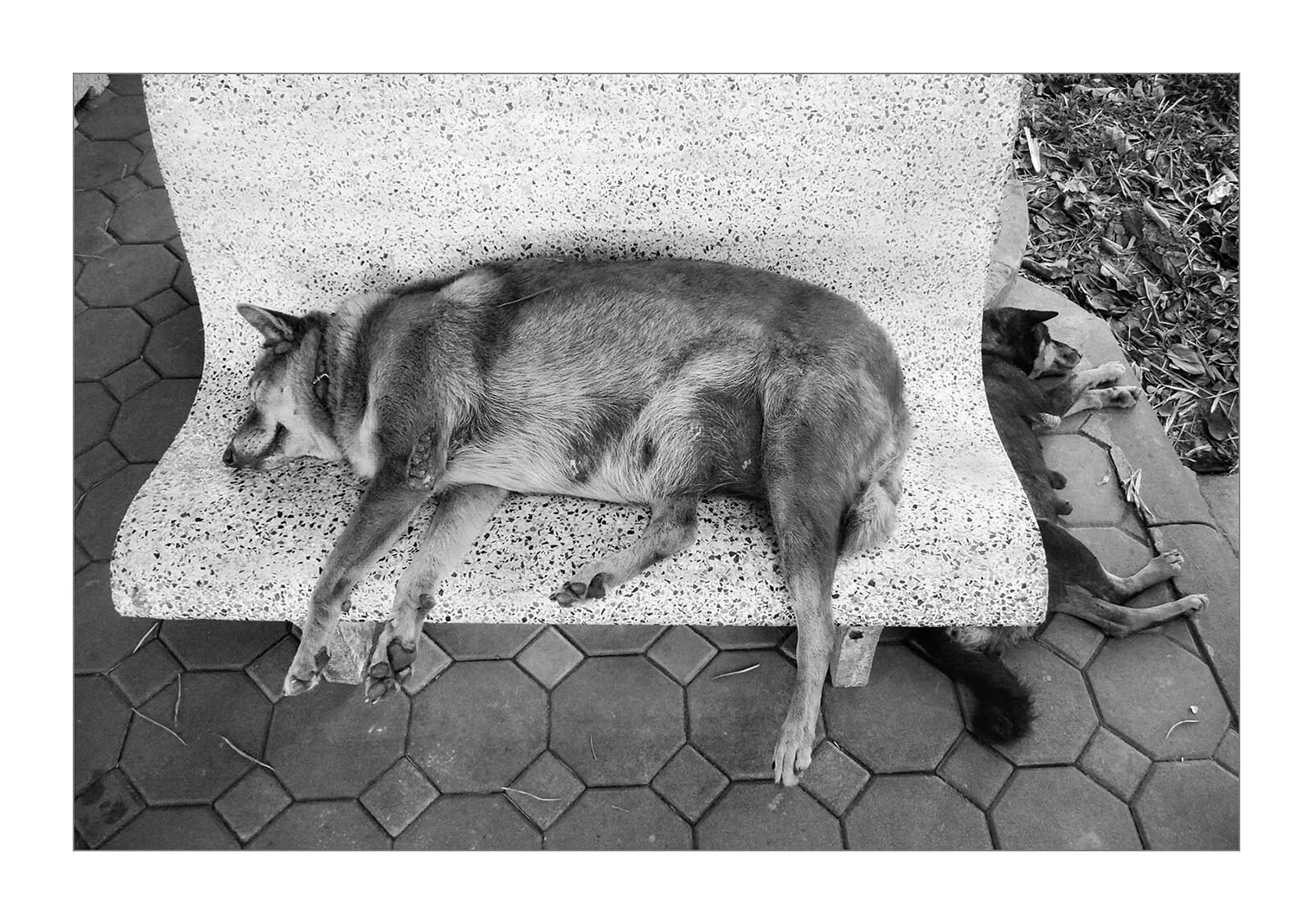 Bangkok, Thaïlande — Un chien obèse dort sur un banc public, un autre est couché sur le sol. La relation de domination entre animaux de la rue.
