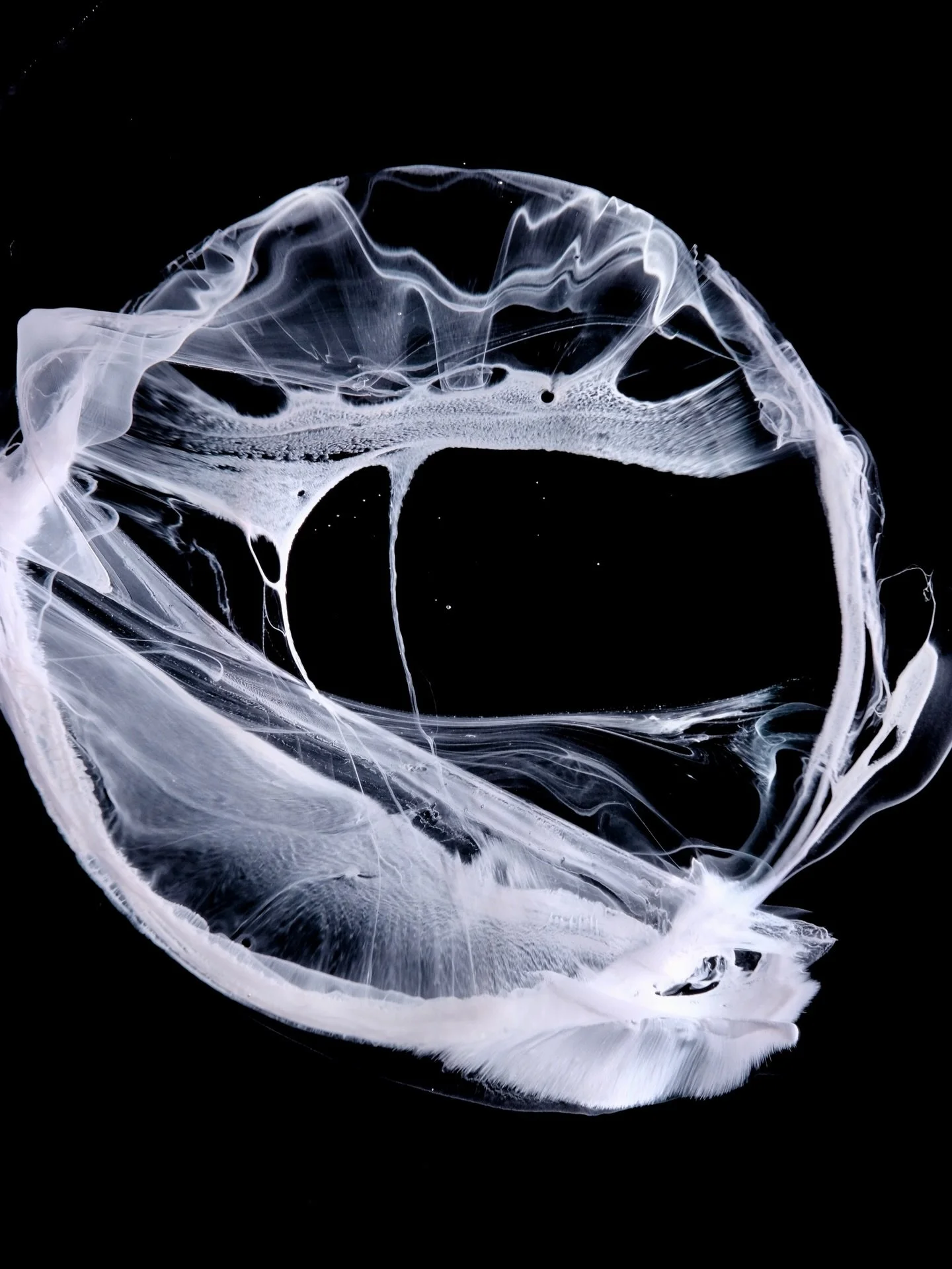 A selection of macro stills from my latest recordings.

These frames were captured at around 15 mm scale and show interactions between ink and various other liquids, forming different structures depending on how the substances meet and move across th