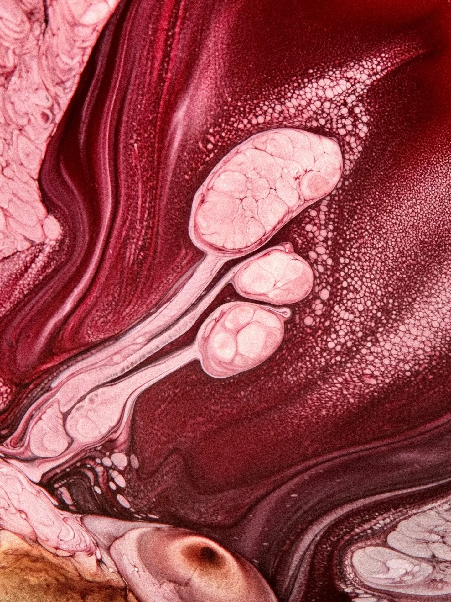 Microscope and macro shots I captured in last weeks. Scale: 4-15mm. First two: liquids on a glass slide, three and for are showing light reflected from a soap film/flat bubble 🫧 Let me know which is your favourite or if you have any questions! Any p