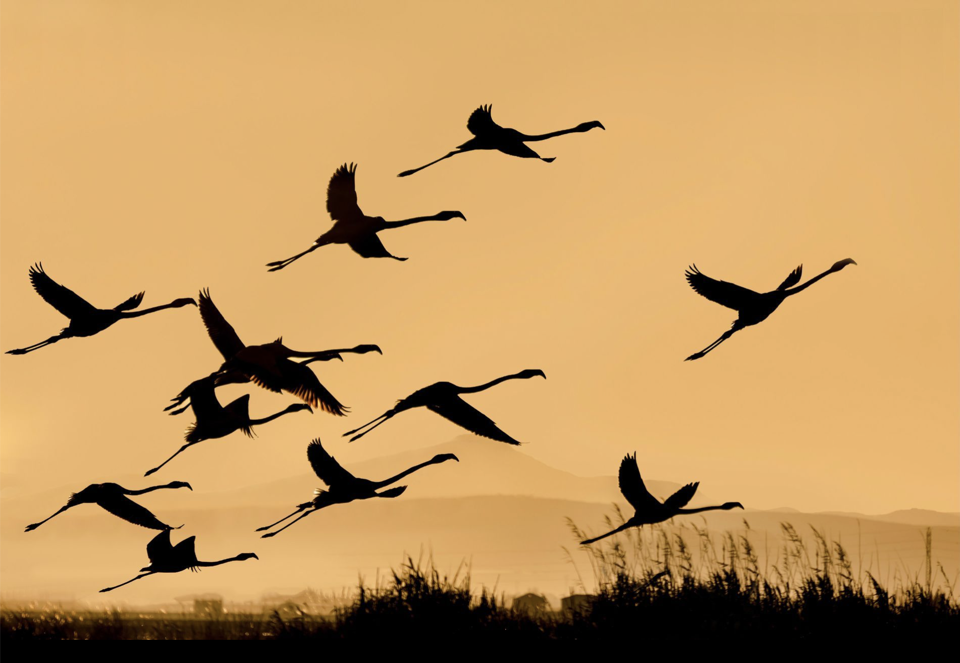 sunset, flamingos, albufera, valencia, Spain, landscape, photography, wildlife, shadows