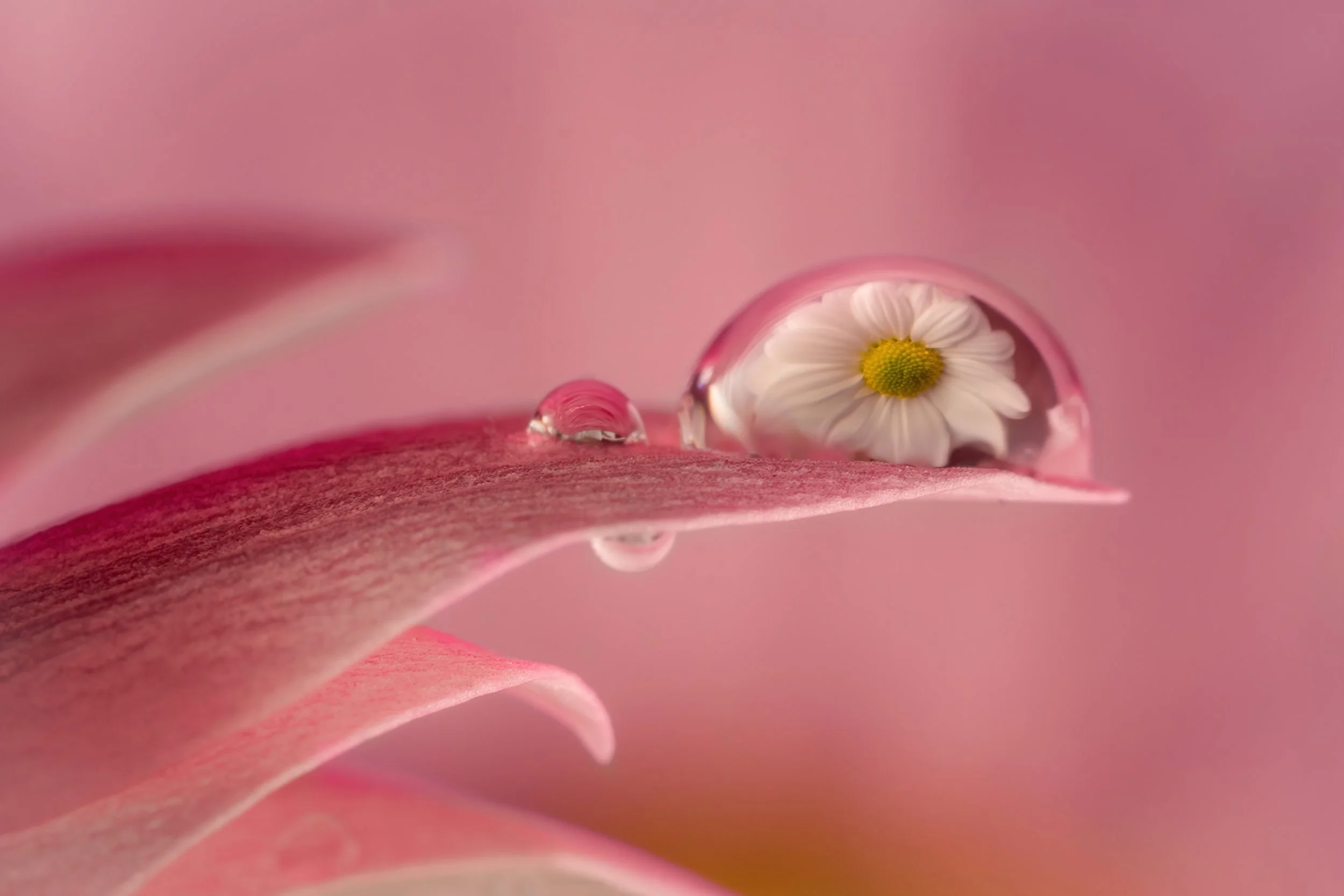 Year: 2020 - Nikon D850 - Lens: Sigma 105mm f/2.8 VR - Edit: Lr Classic