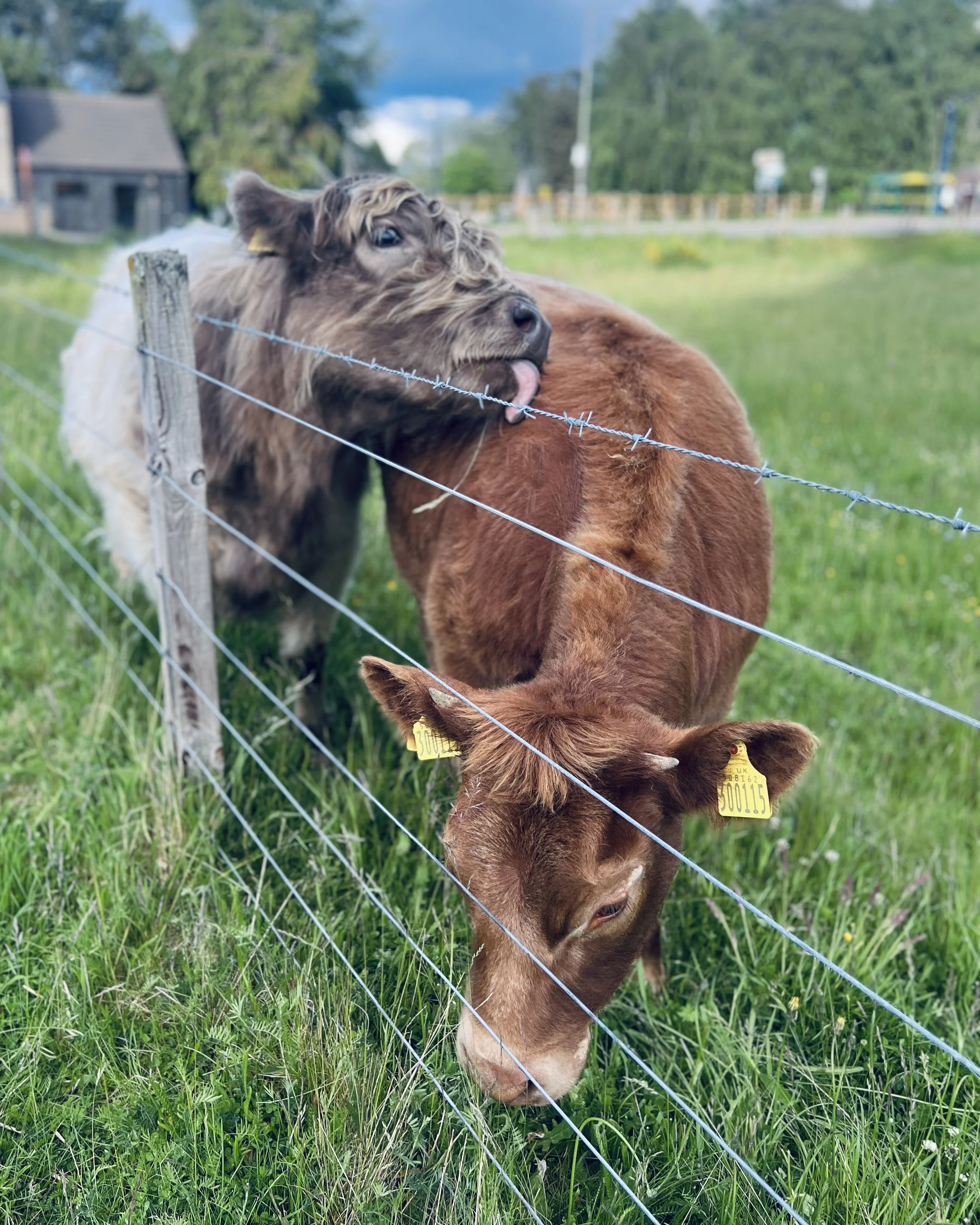 Two cows grazing in the paddock beside Kim Plimley's pottery studio in Carrbridge