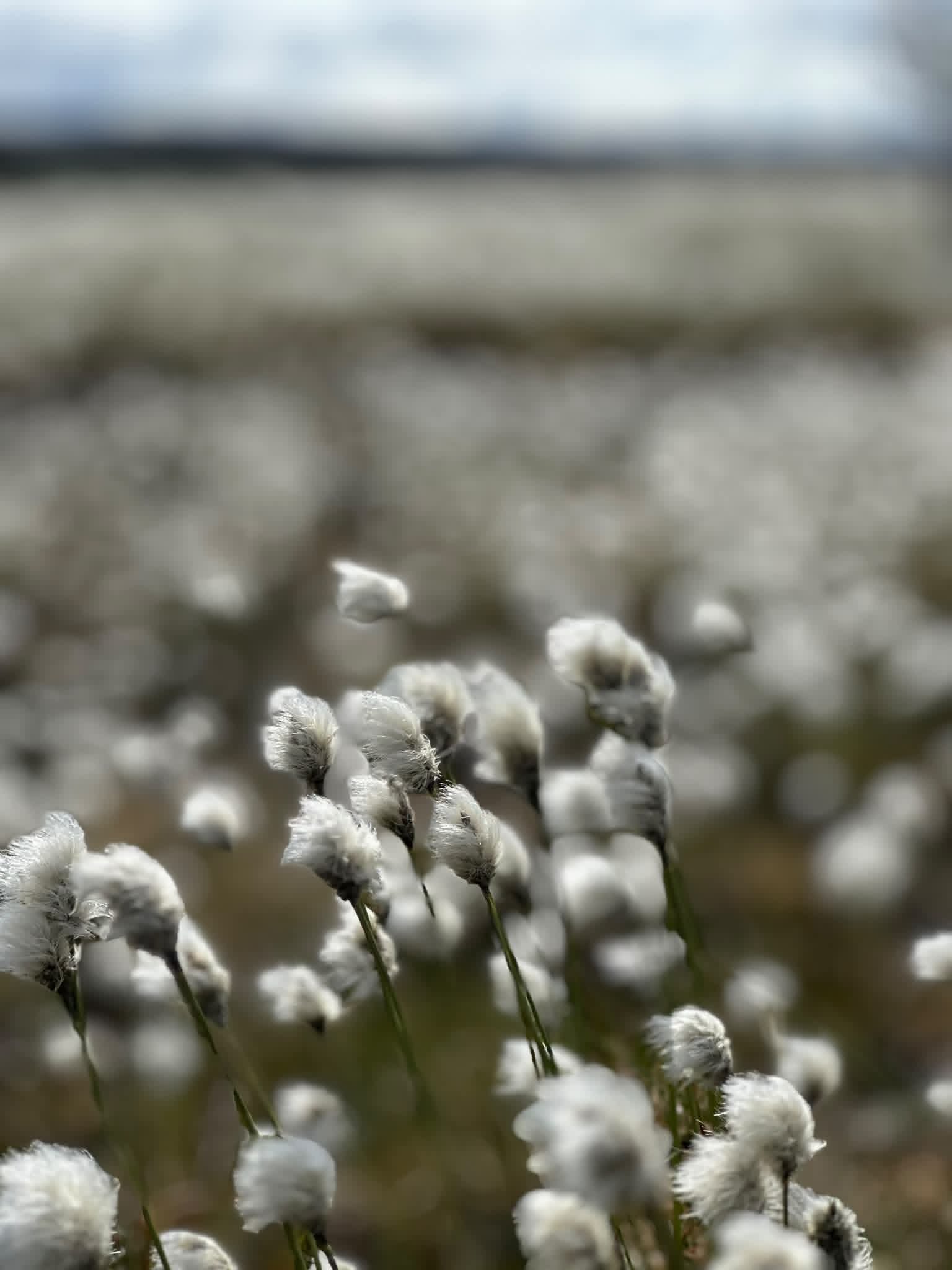 Bog Cotton flowers that appeared on Dava Moor in the Cairngorms National Park after the wildfire