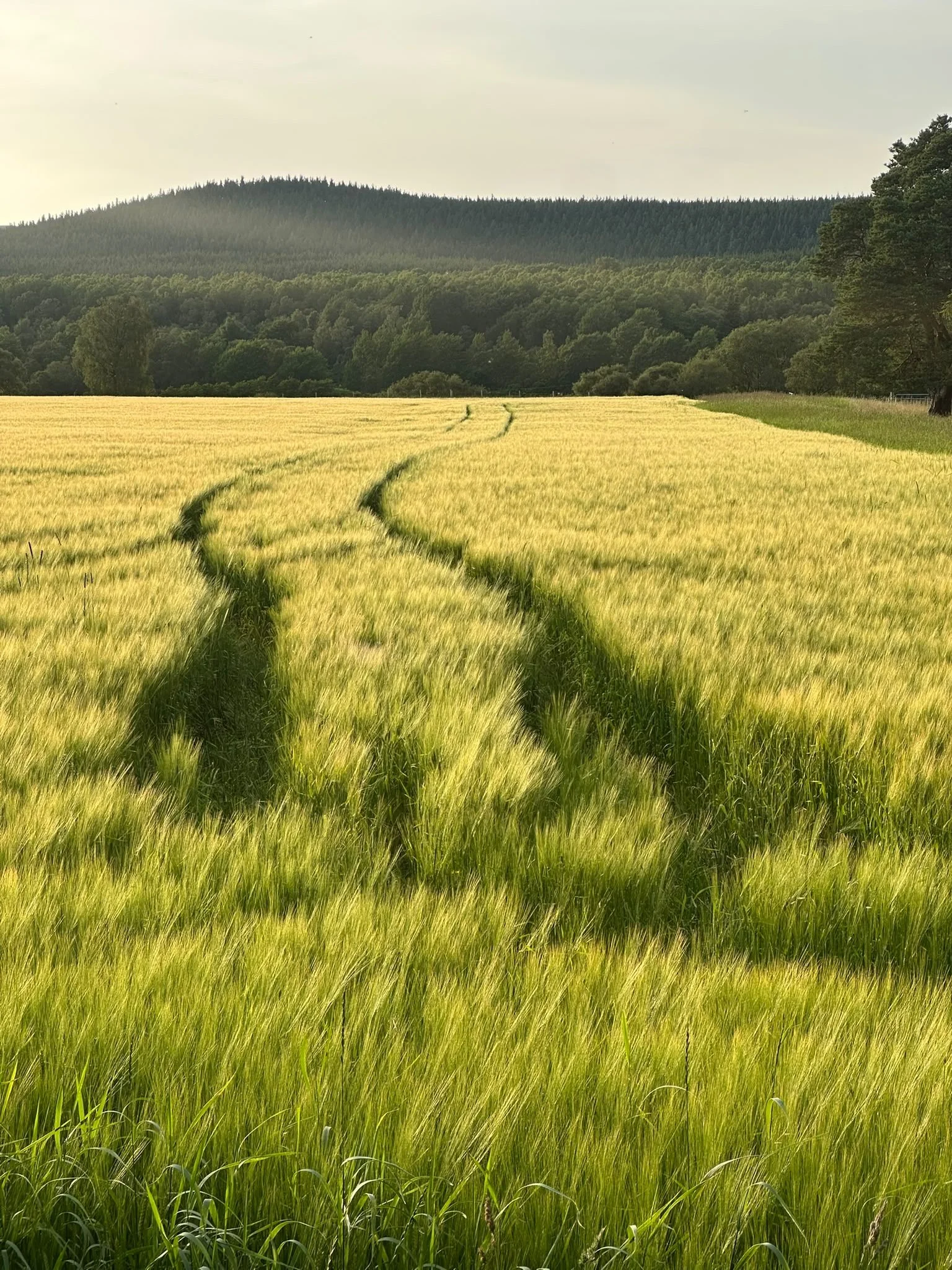Golden barley field with a winding track, forested hills near Carrbridge in the Cairngorms