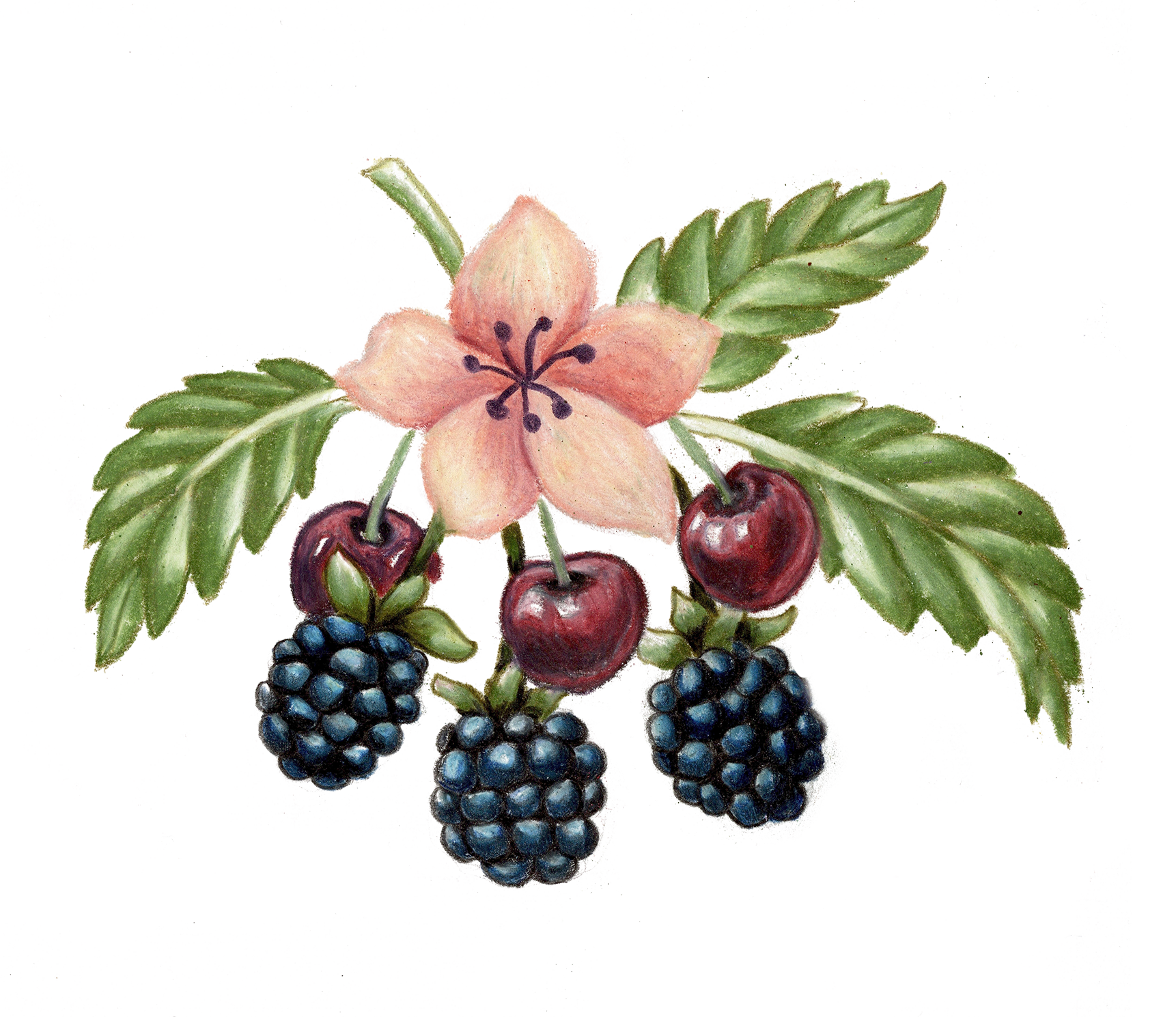 smaller no background 2026_Summer_lerida_0001_a.png