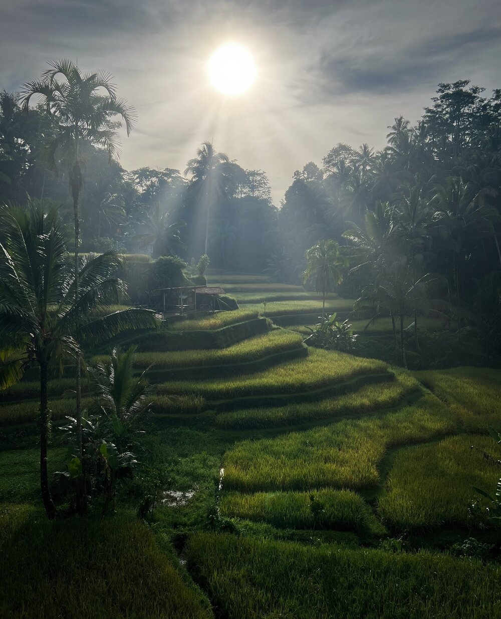 Bali's rice fields can be stunning and mesmerizing. 🌾🌴 The only catch is you'll need to get up early and know where to go for a sight like this. You must understand that many places you see of Bali on Social Media are commercialized and synthetical