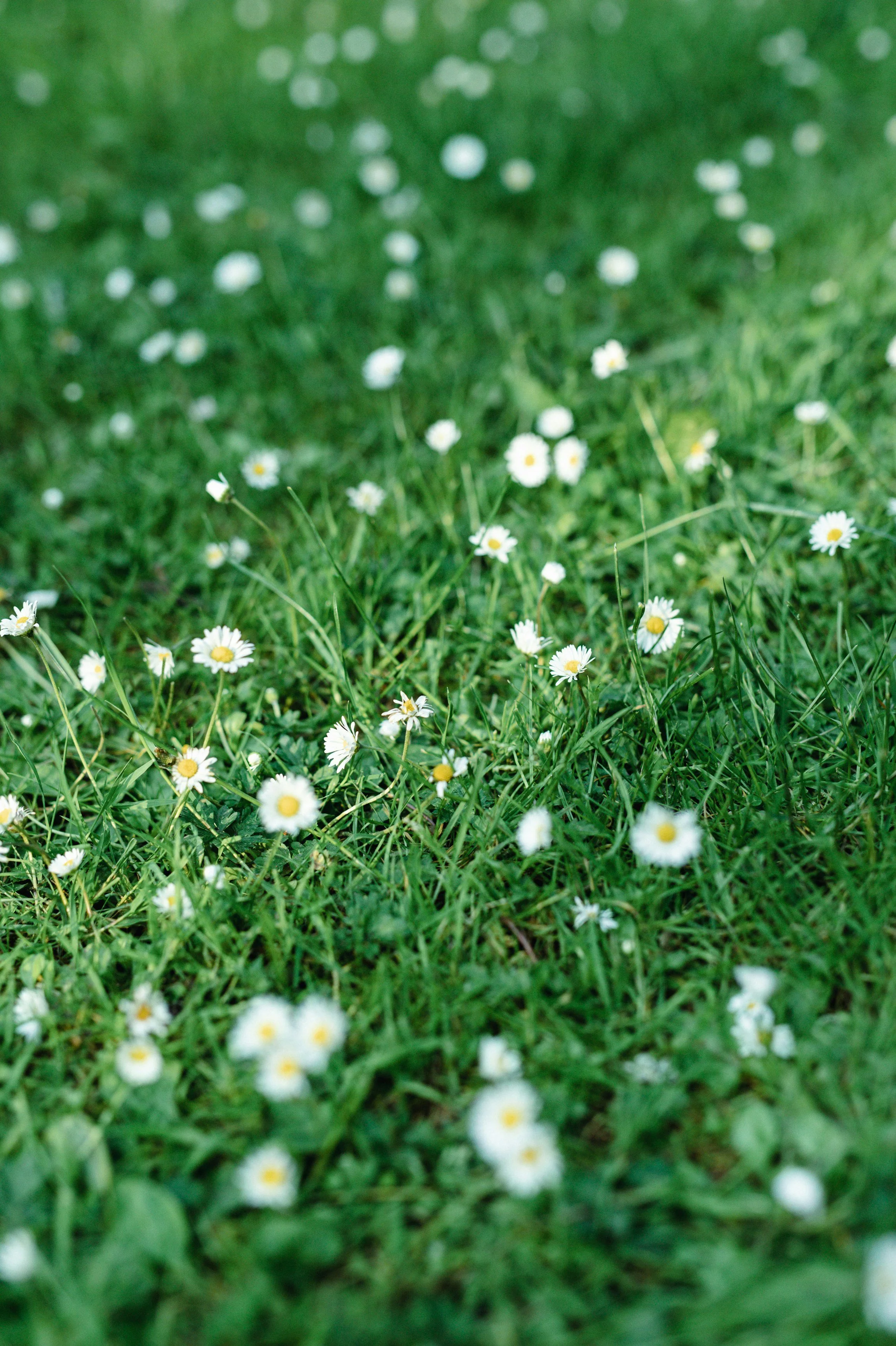I don’t do No Mow May - here’s why.