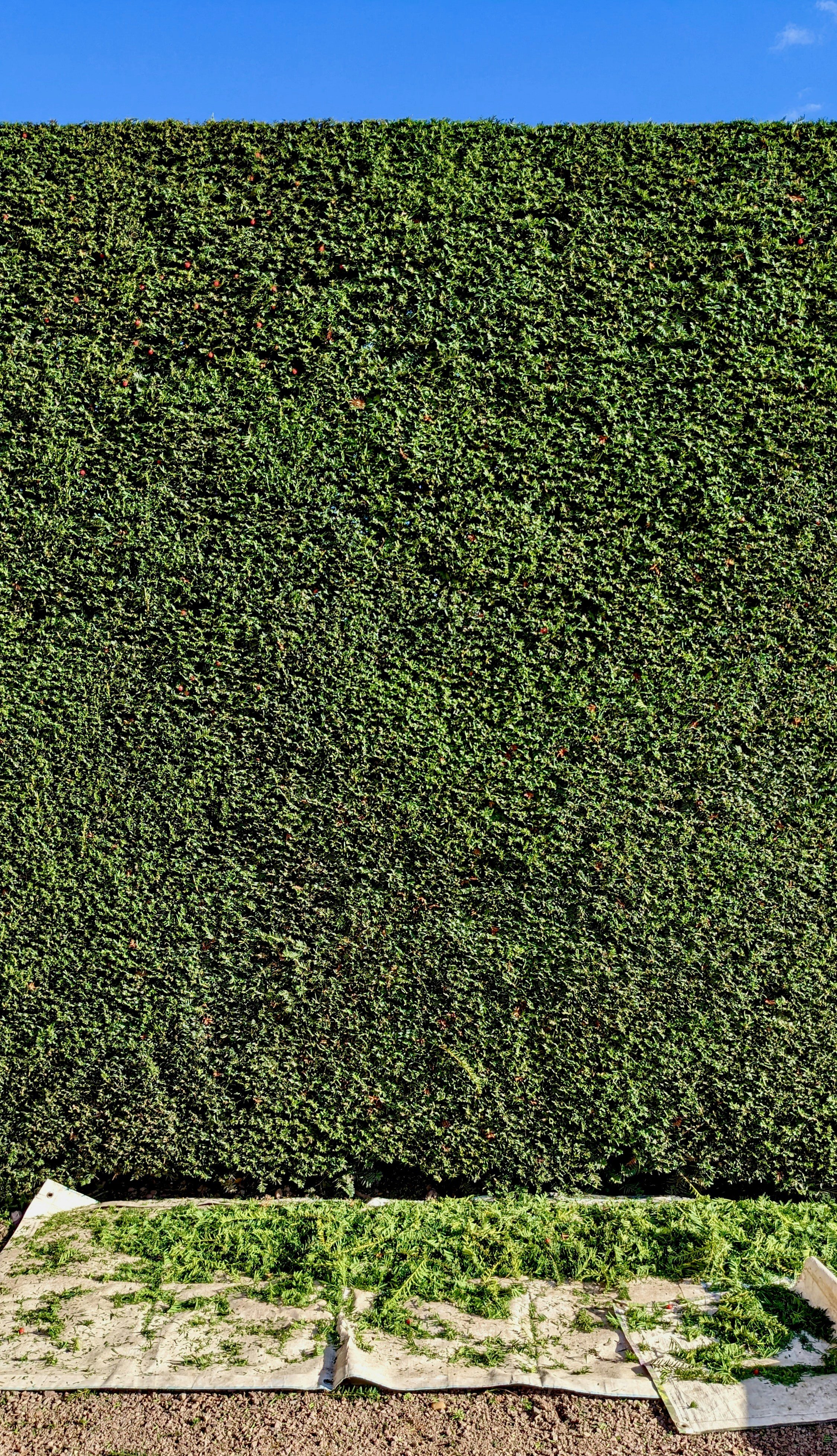 Dense Leylandii hedge