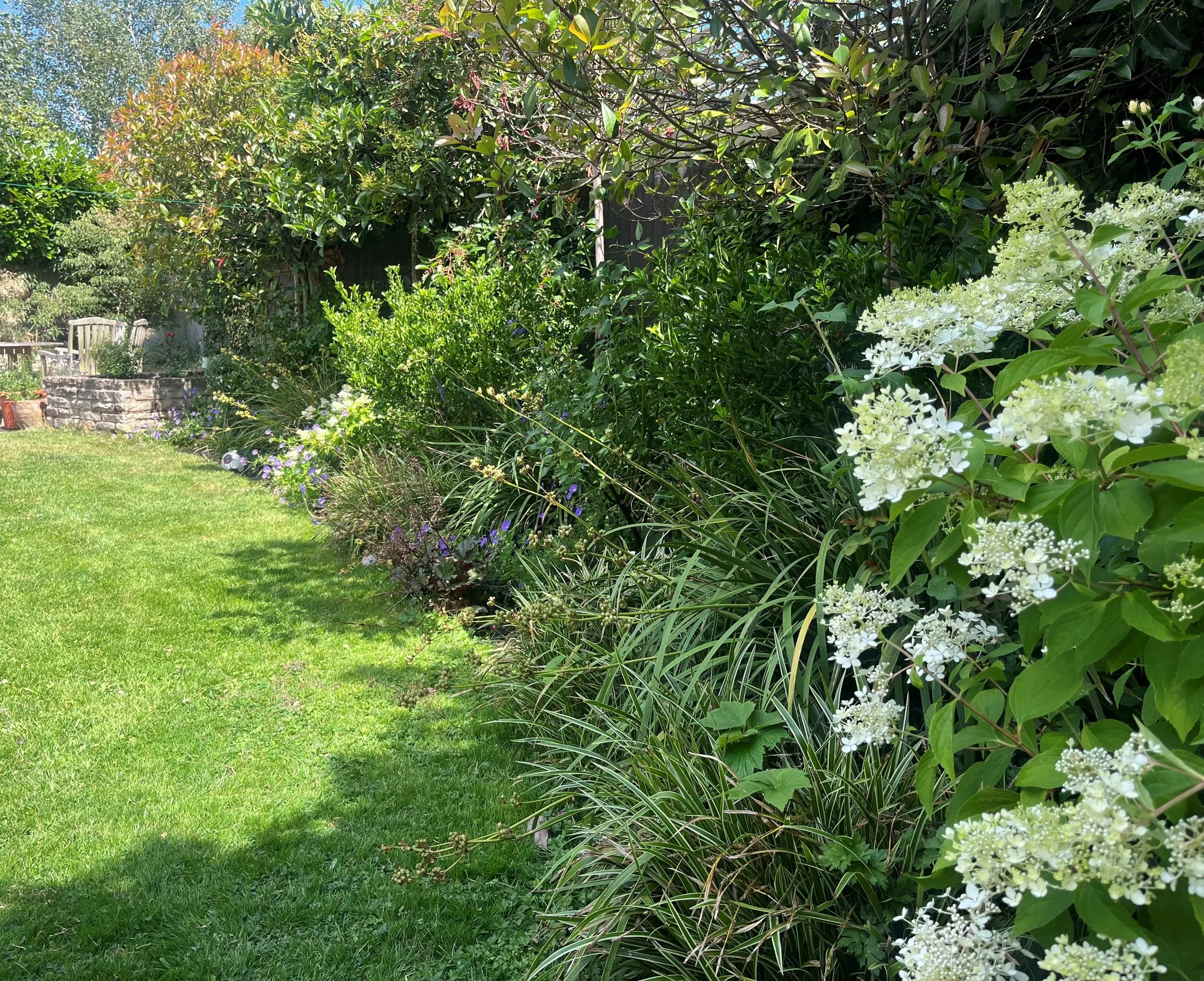 Dense garden.jpg