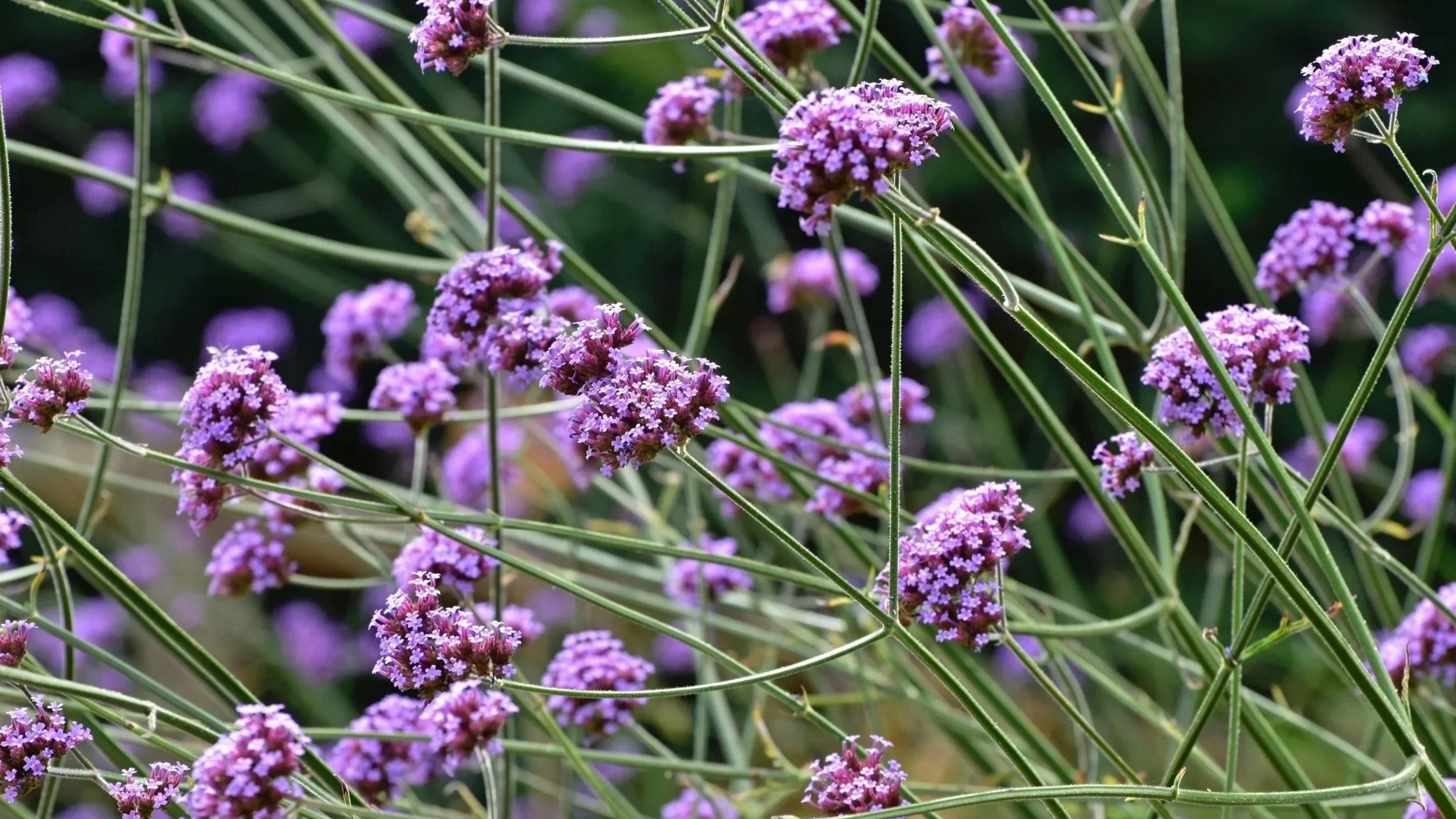 Ten Heatwave-Proof Plants