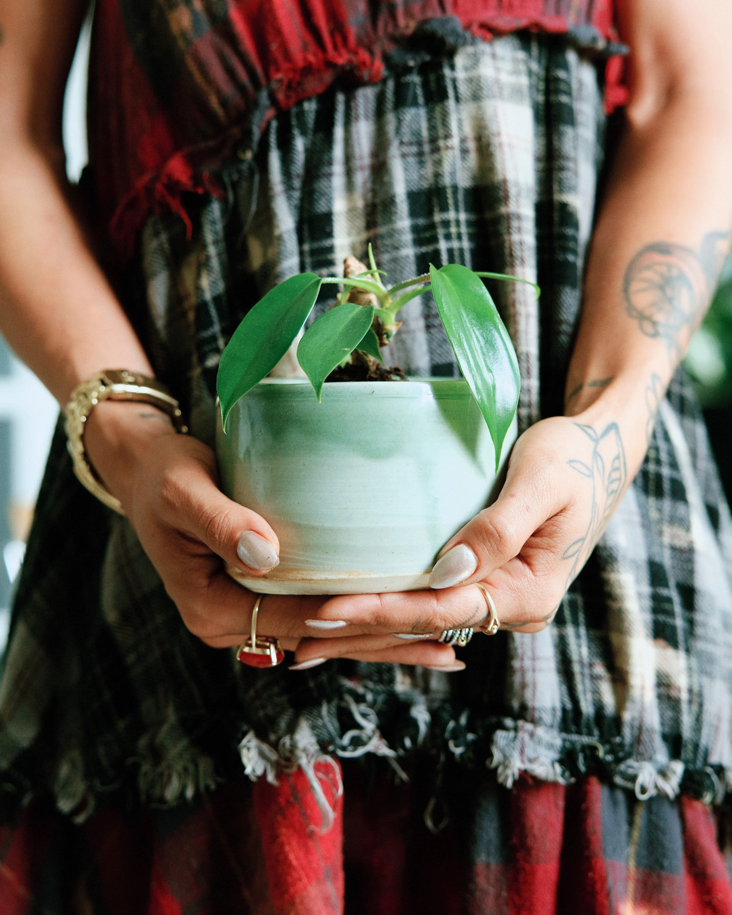 Autumn Plant Reset: Plant Care Basics for the Fall