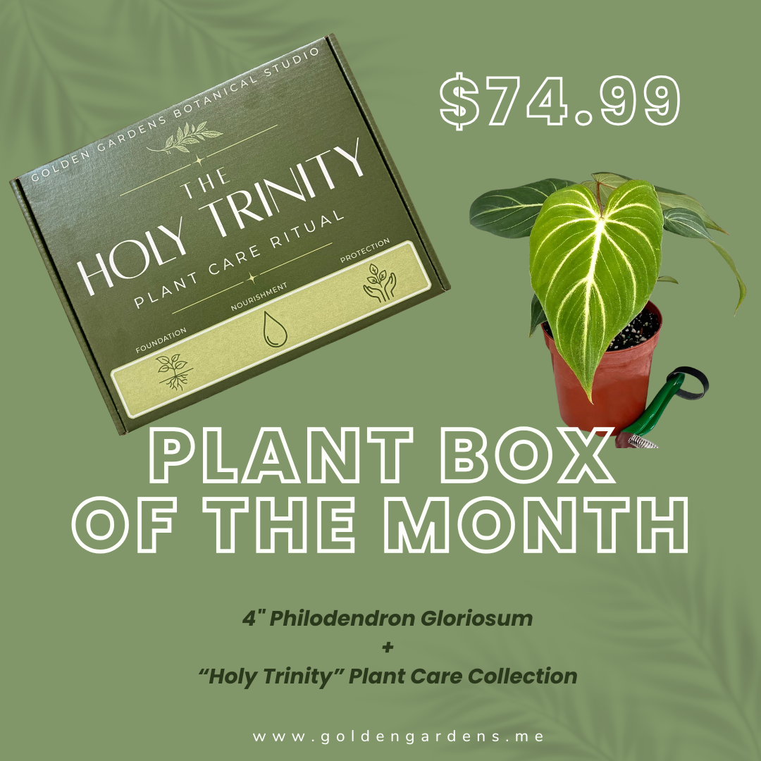 October Plant Box Drop