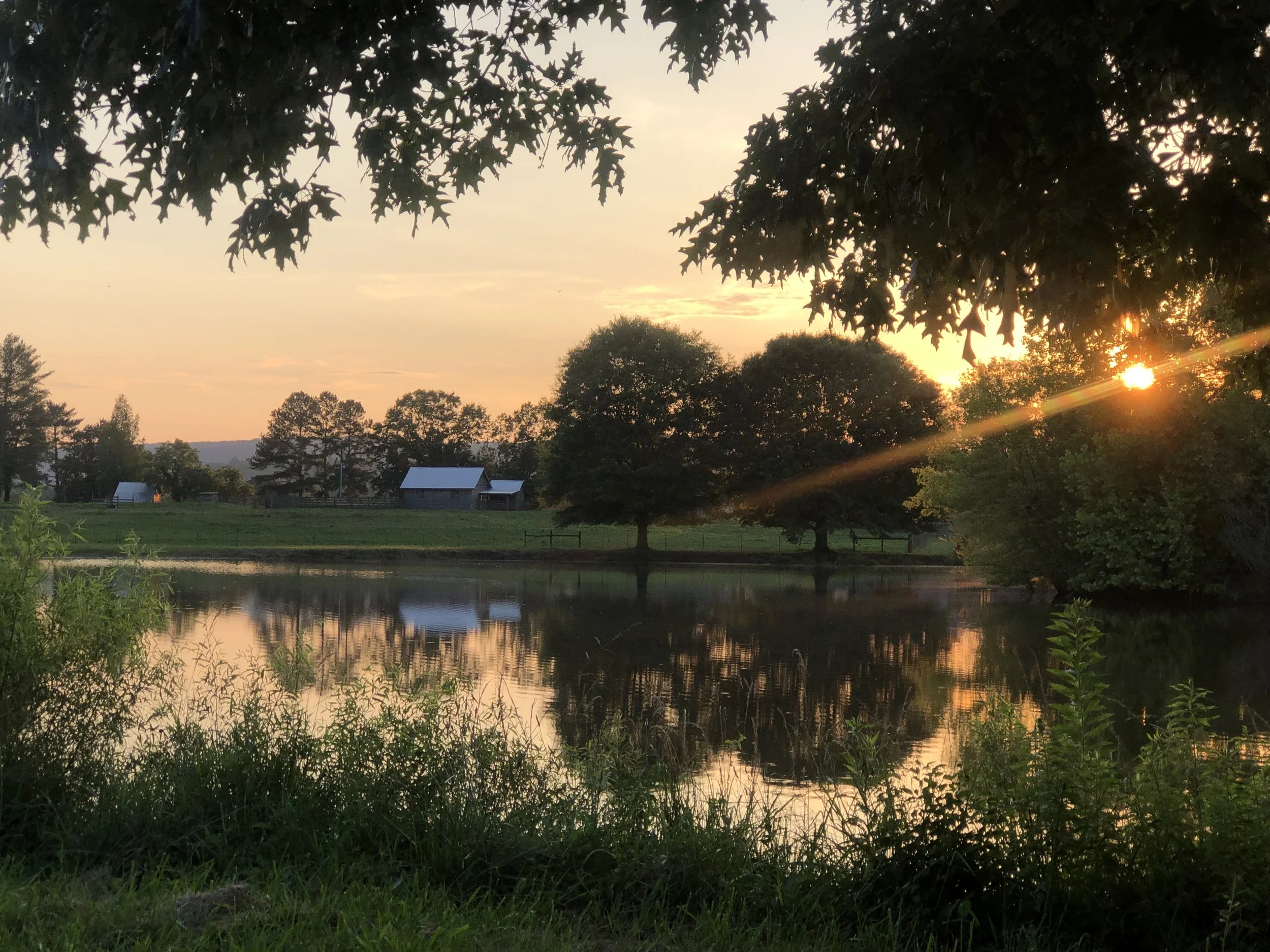 Beef for sale, Meat for Sale, Wagyu meat for sale, K&B Farm, Fresh Meat, US Beef, Local Beef, F1 Wagyu, Wagyu, Georgia Beef, Steak, Wagyu Steak, Wagyu Hamburger