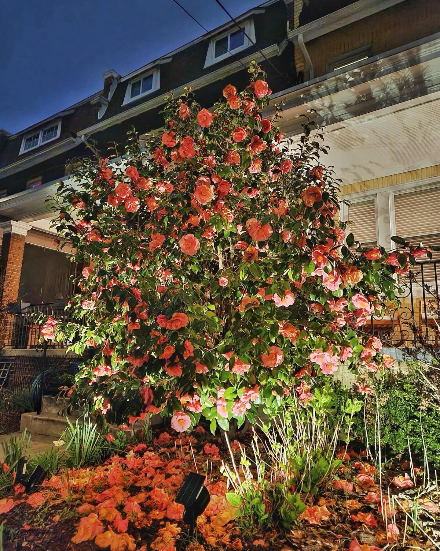 There are some stunning camellias in Petworth. #dcgarden #urbangarden #landscapedesign